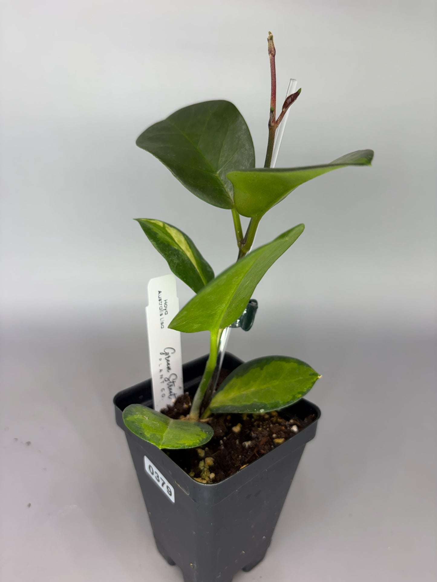 Hoya – Exact Plant #379 – photo c