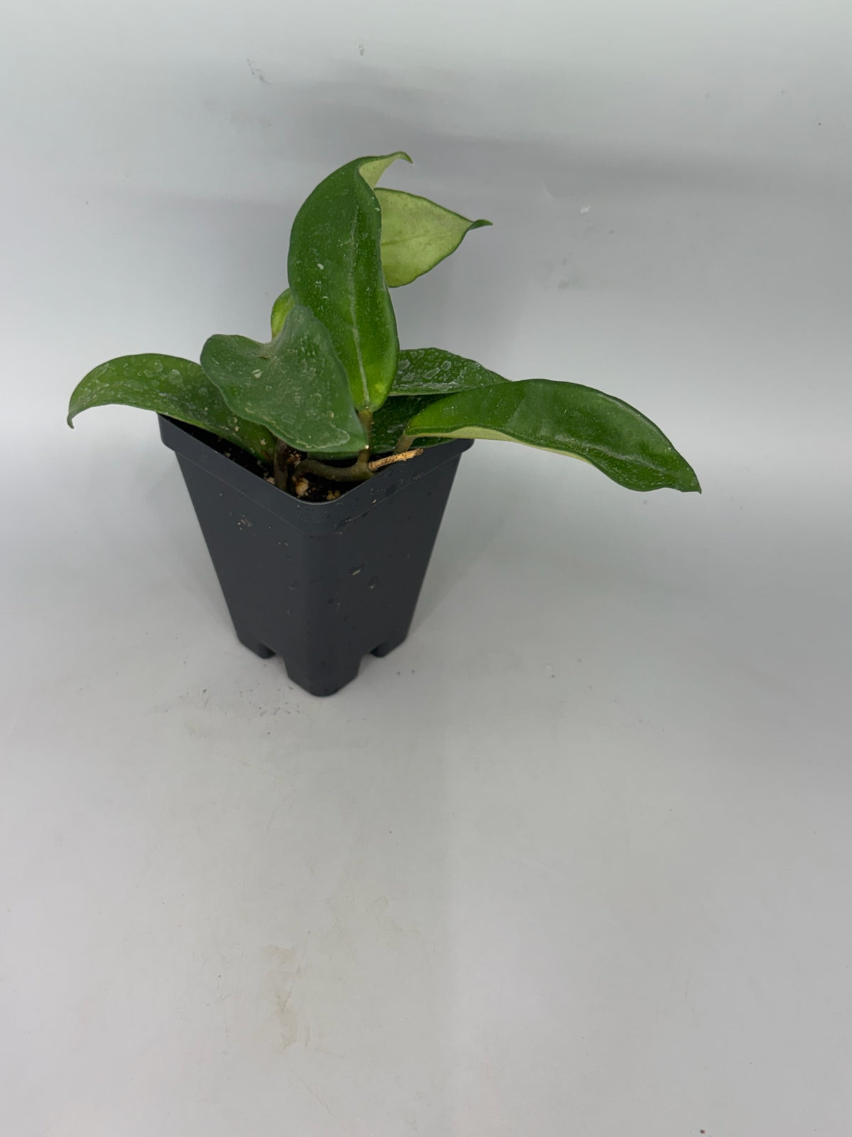 Hoya – Exact Plant #572 – photo a