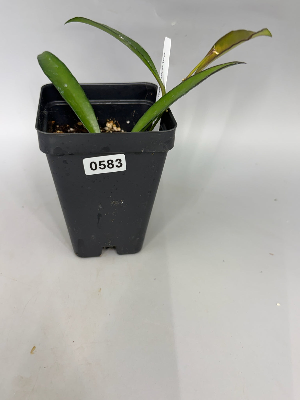 Hoya – Exact Plant #583 – photo c