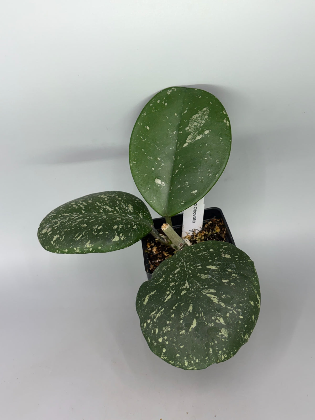 Hoya – Exact Plant #580 – photo c