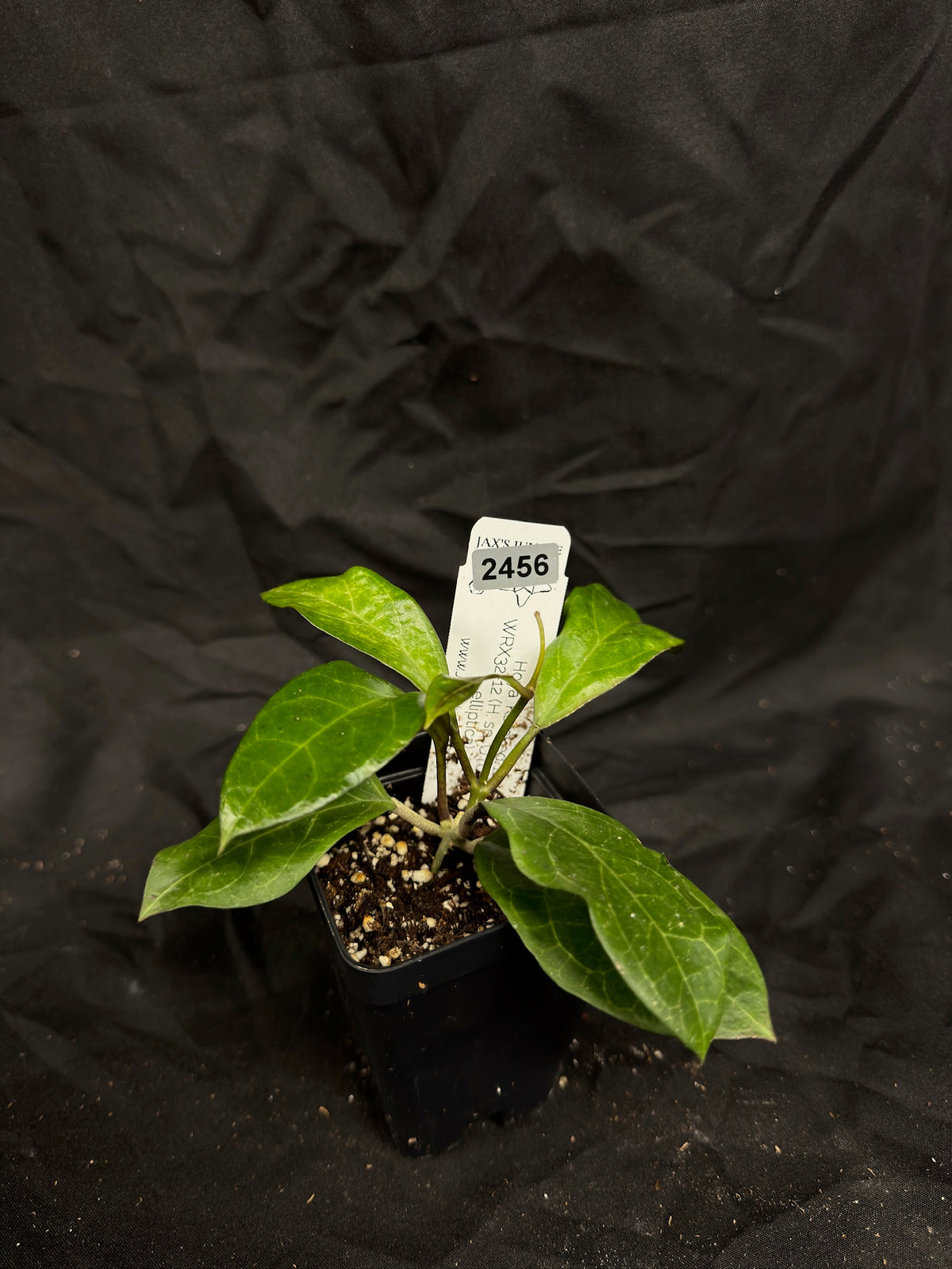 Hoya 'Karaked 12' WRX32-12 (H. sp. UT033 x H. elliptica) – Exact Plant #2456 – Green Street Plant Co.