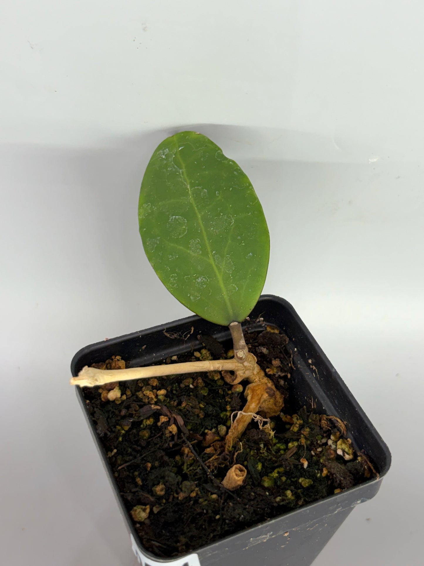 Hoya – Exact Plant #594 – photo b