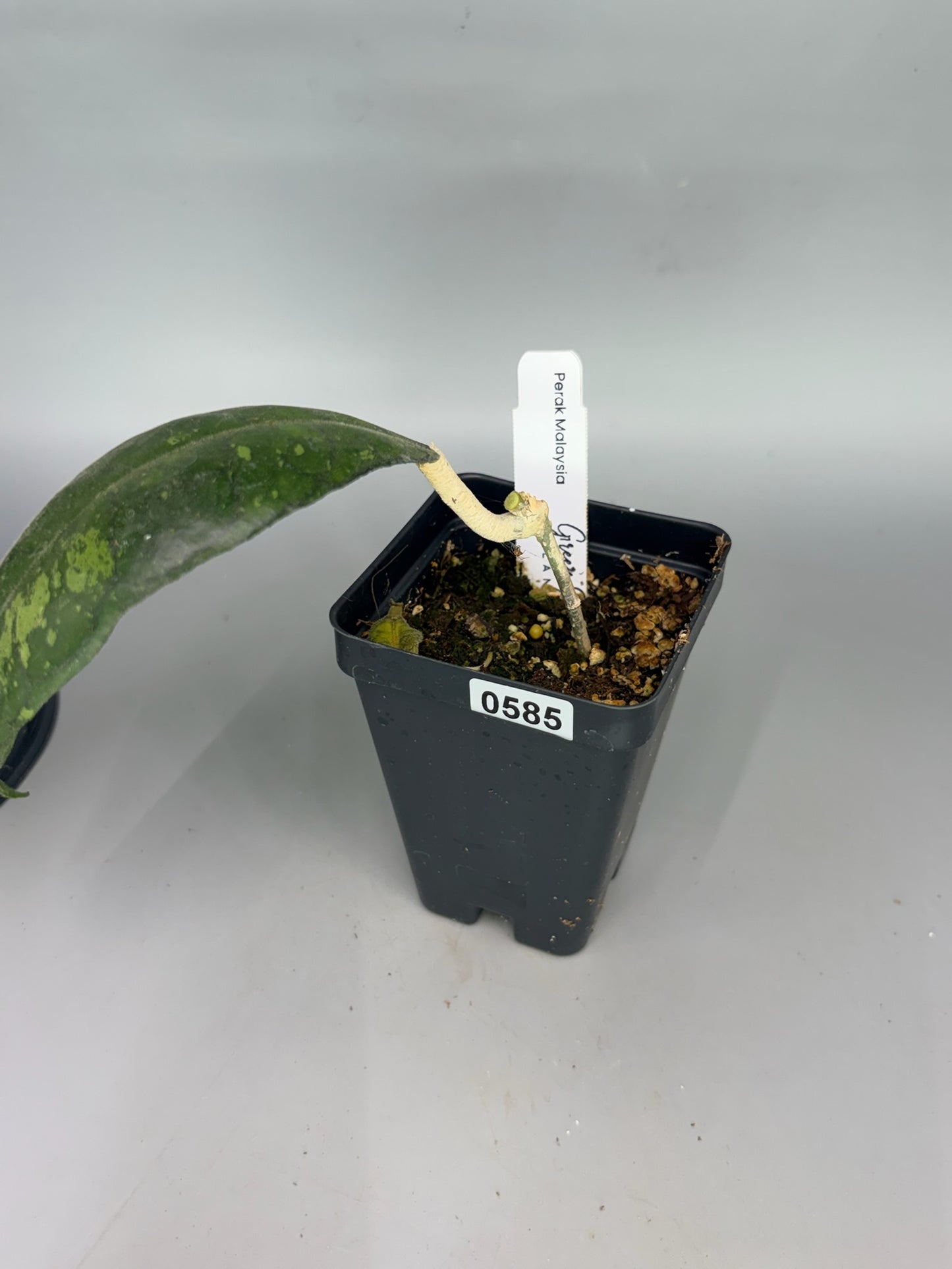 Hoya – Exact Plant #585 – photo c