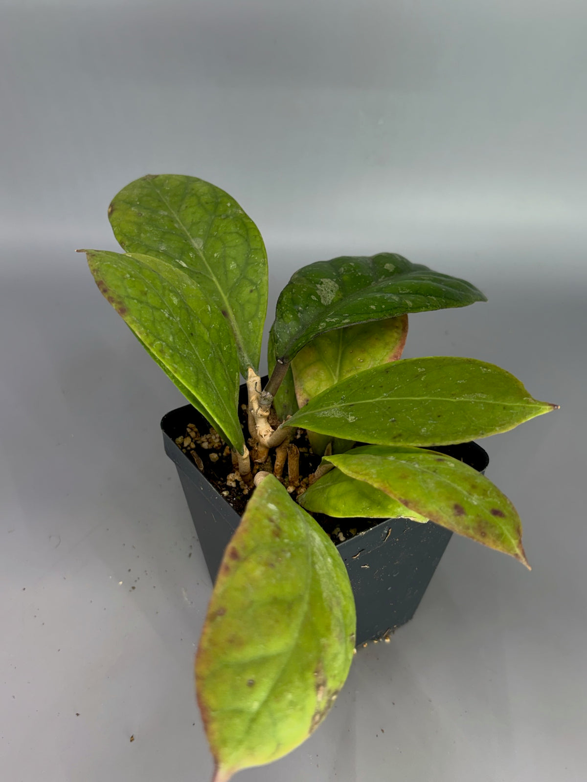 Hoya – Exact Plant #613 – photo b