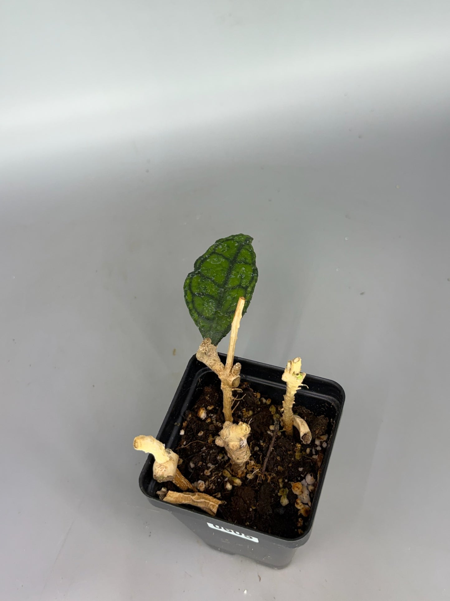 Hoya – Exact Plant #605 – photo a
