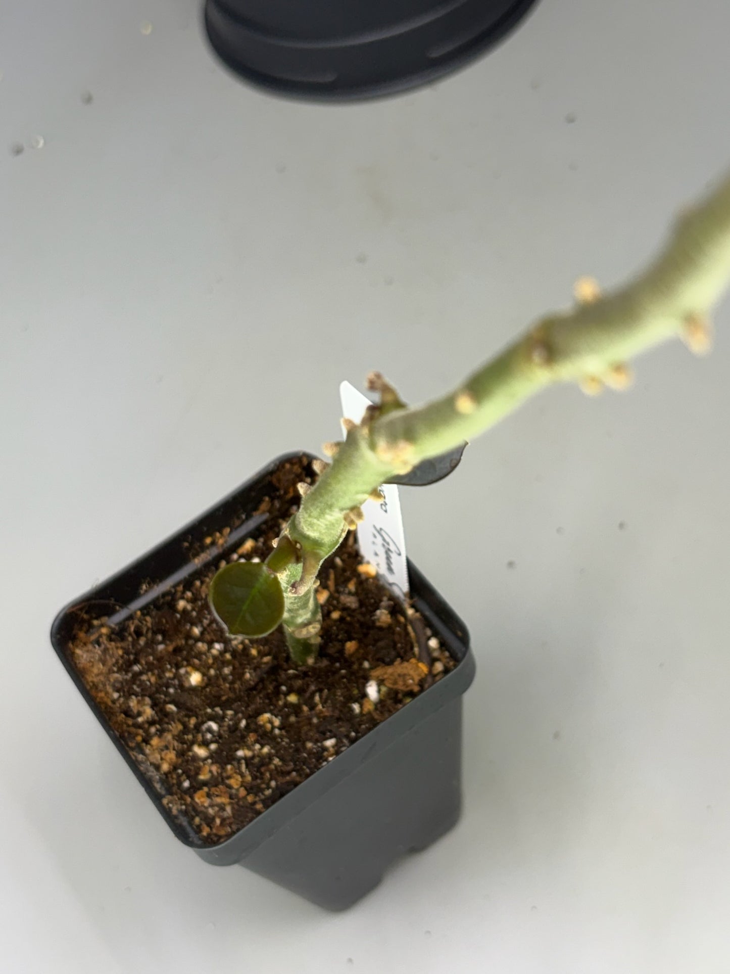 Hoya – Exact Plant #578 – photo b