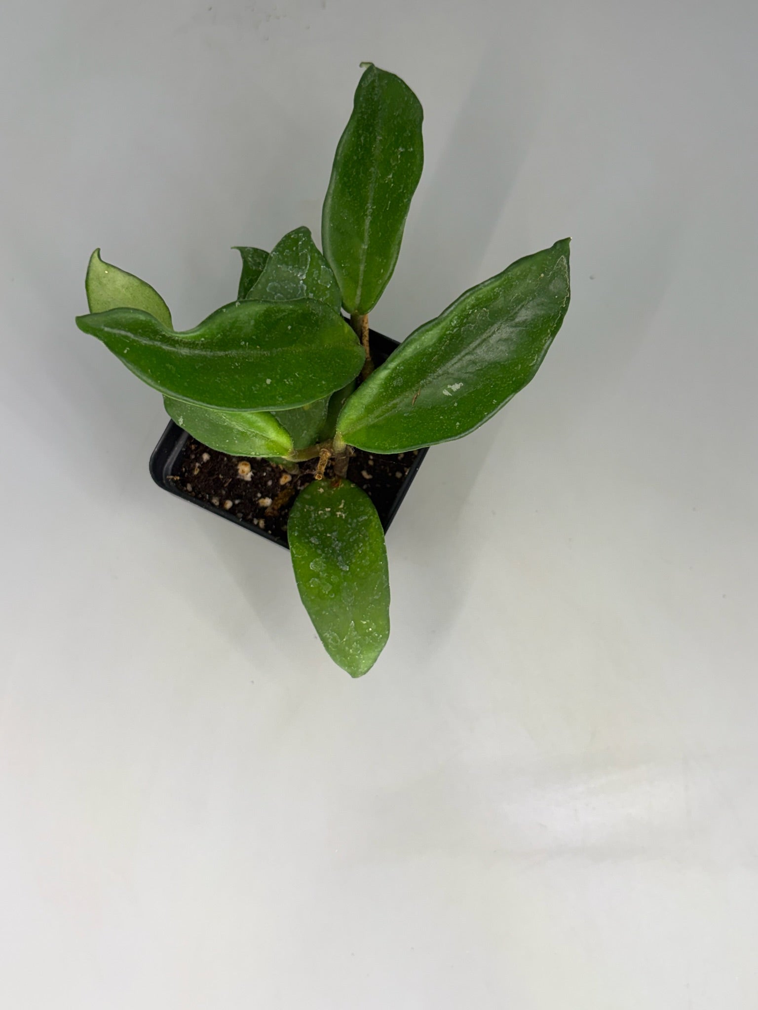 Hoya – Exact Plant #572 – photo b