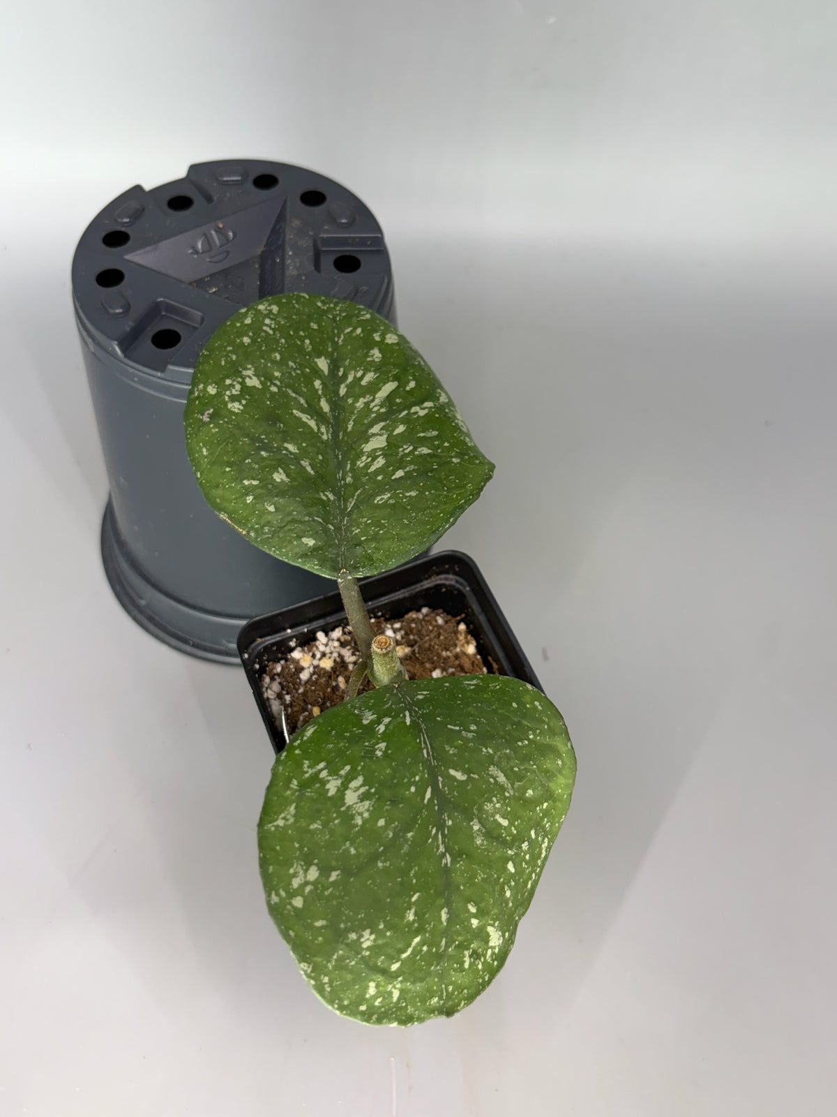 Hoya – Exact Plant #290 – photo b