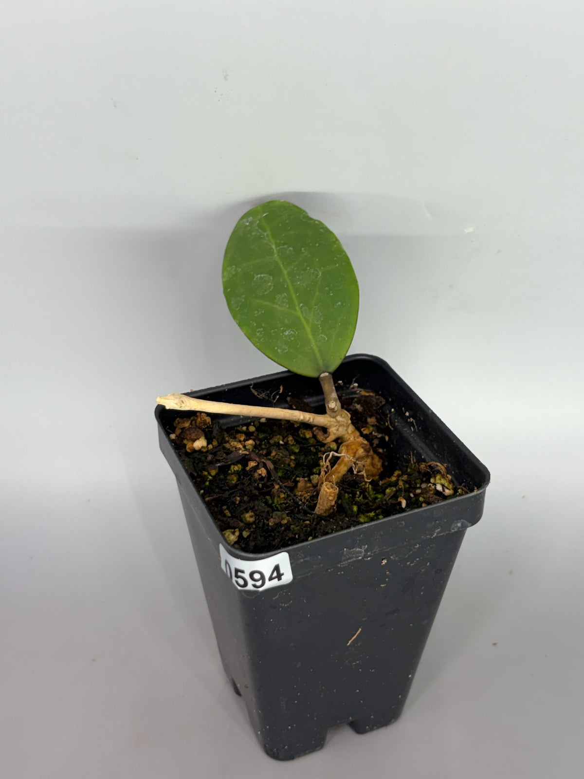 Hoya – Exact Plant #594 – photo a