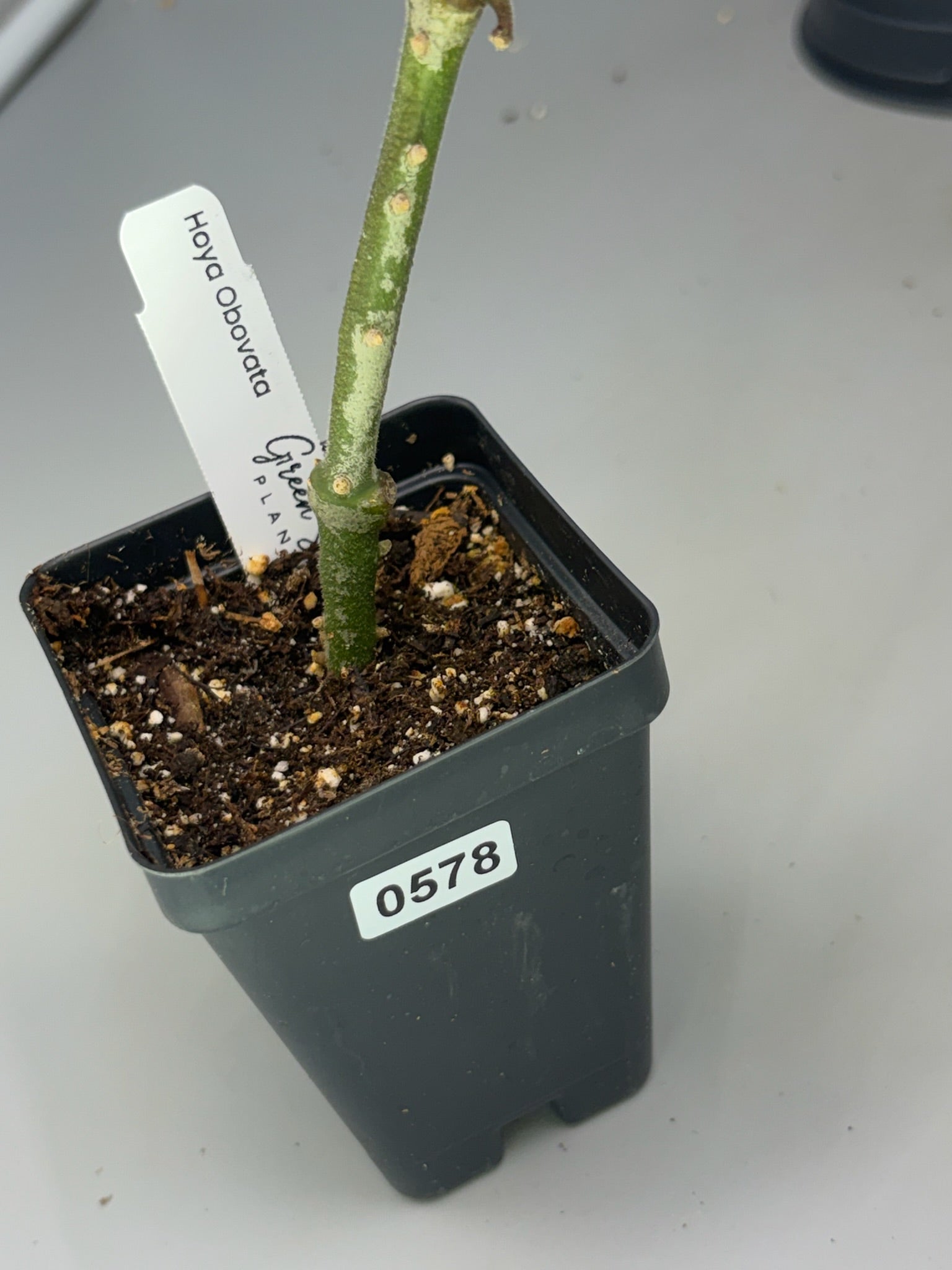 Hoya – Exact Plant #578 – photo d