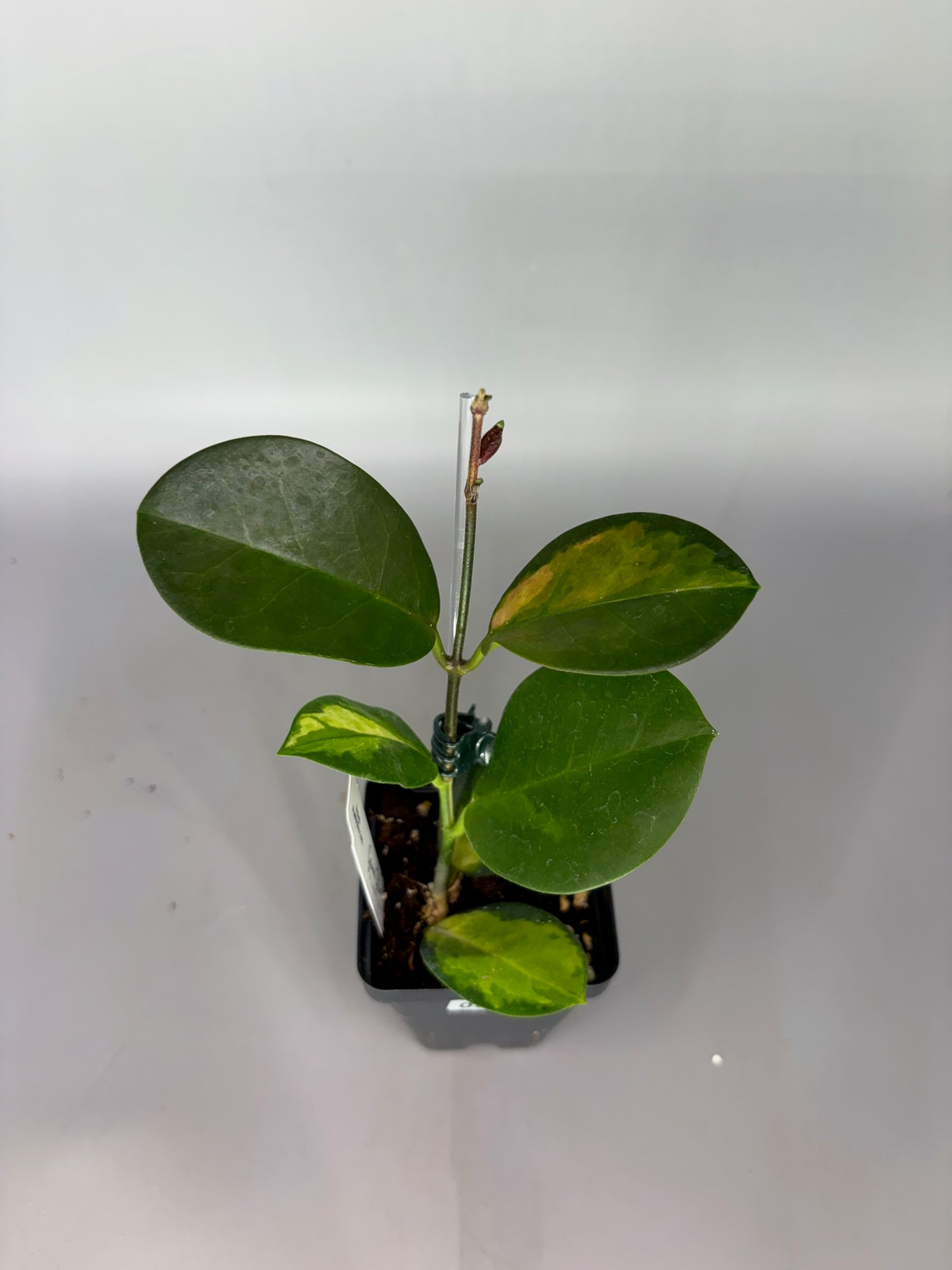 Hoya – Exact Plant #379 – photo b