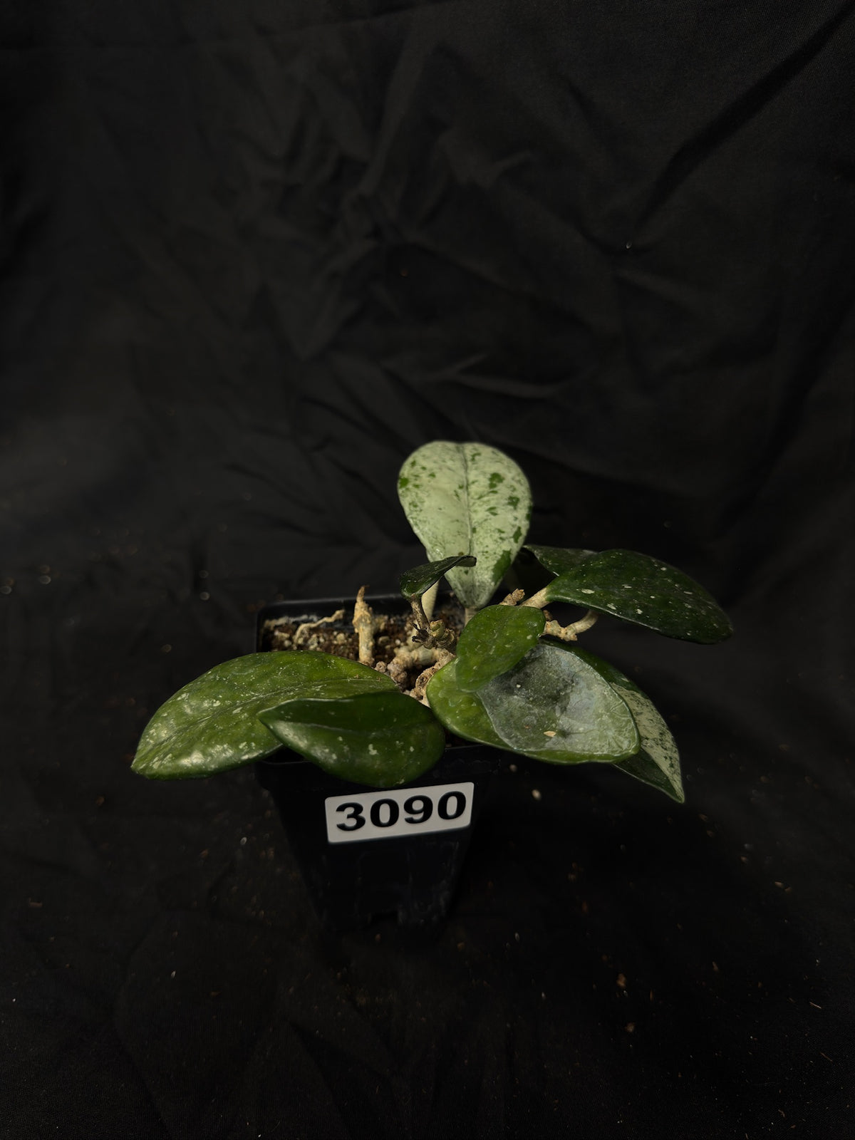 Hoya Wilbur Graves Russia – Exact Plant #3090 – Green Street Plant Co.