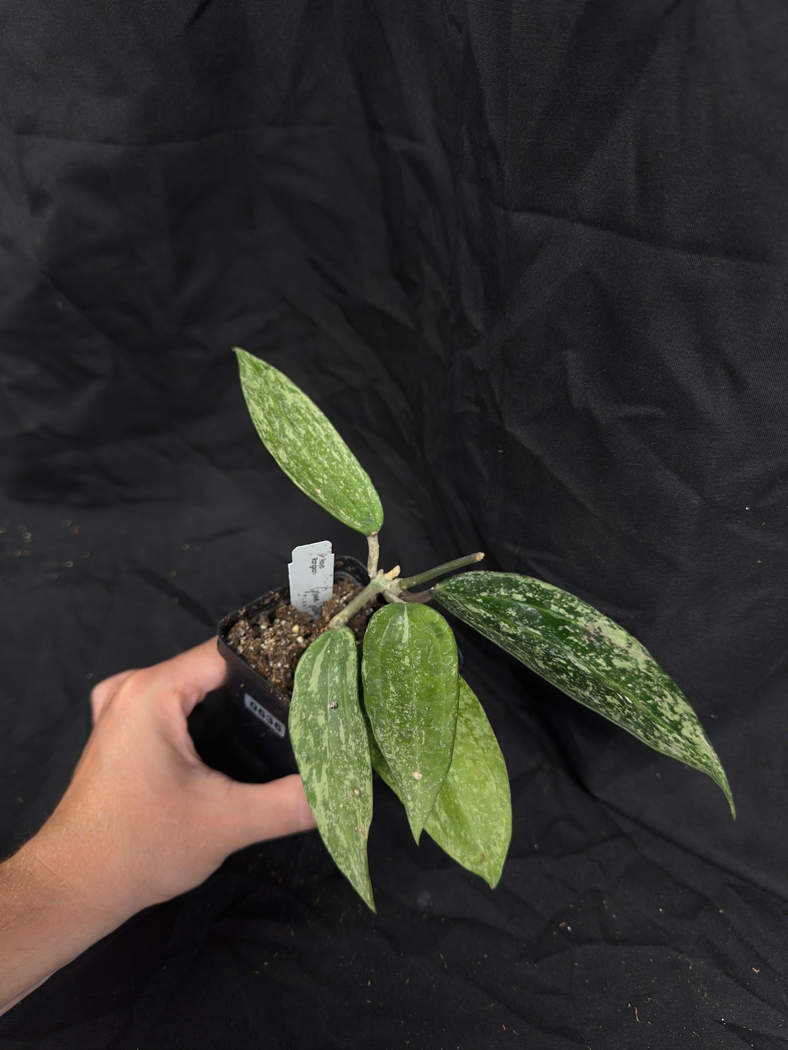 Hoya Rangsan – Exact Plant #535 – Green Street Plant Co.