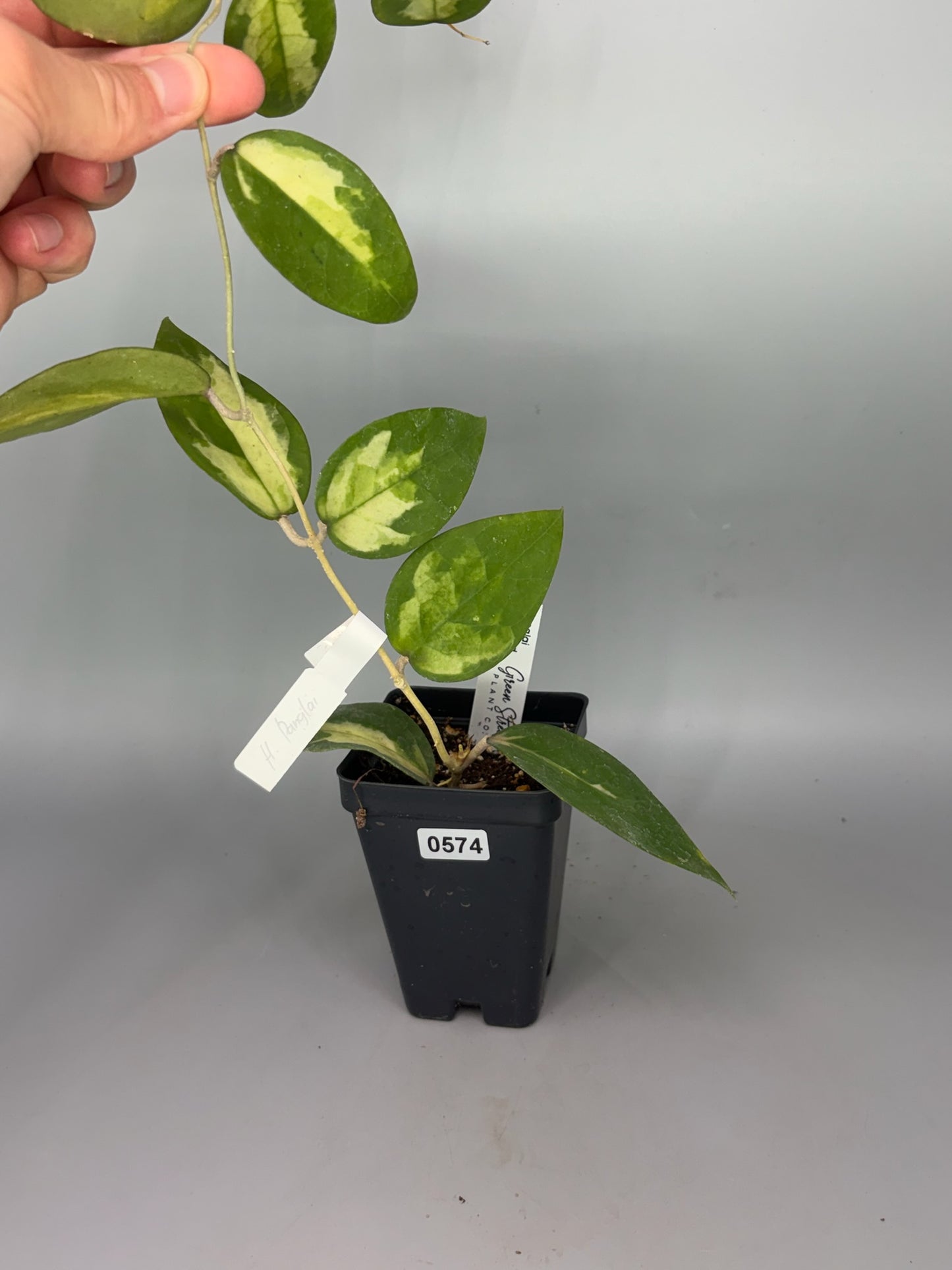 Hoya – Exact Plant #574 – photo b