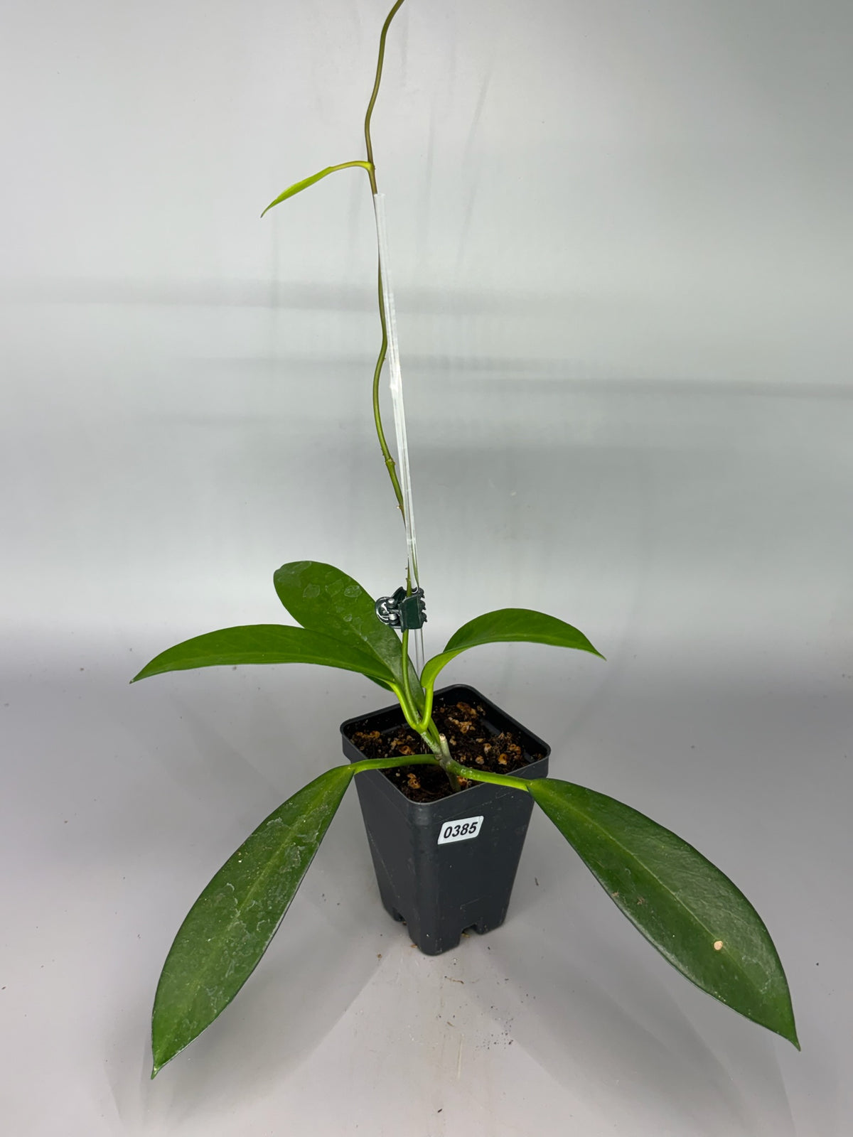 Hoya – Exact Plant #385 – photo a