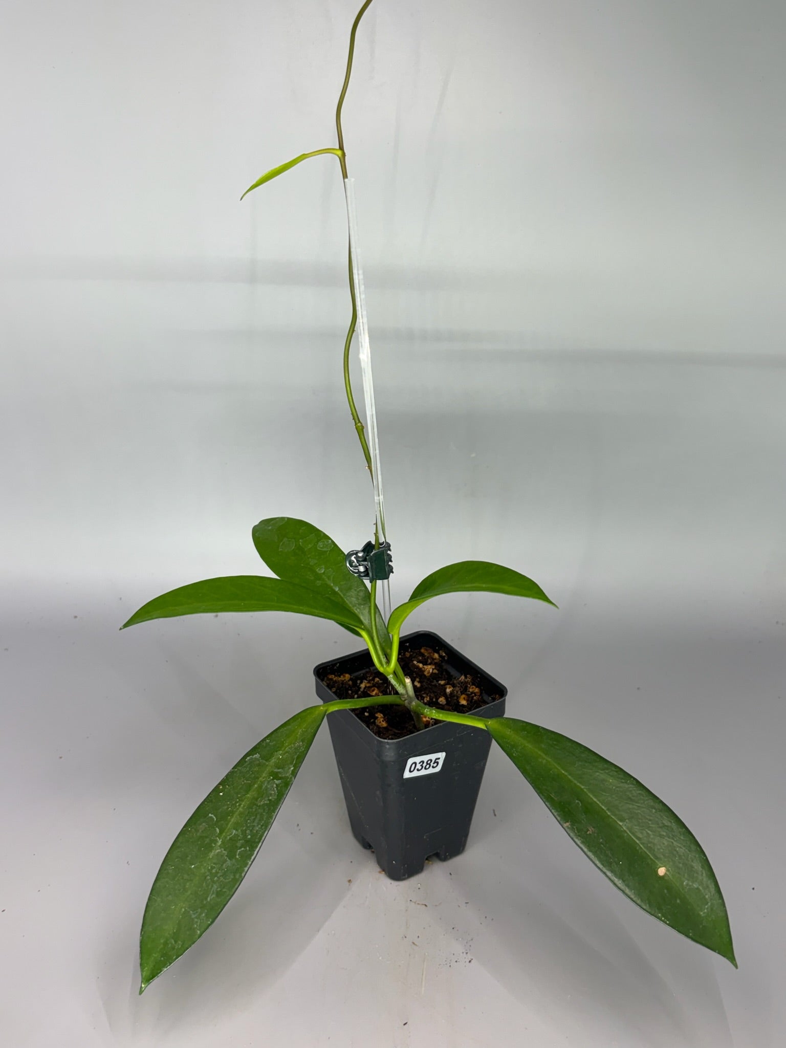 Hoya – Exact Plant #385 – photo a