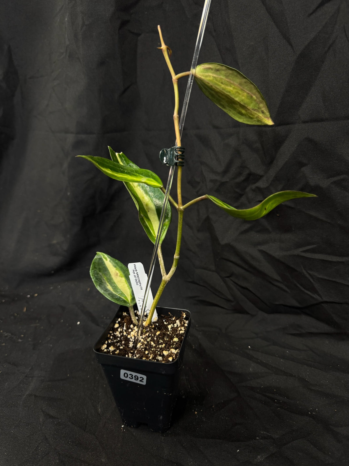Hoya Macrophylla Pot of Gold – Exact Plant #392 – Green Street Plant Co.