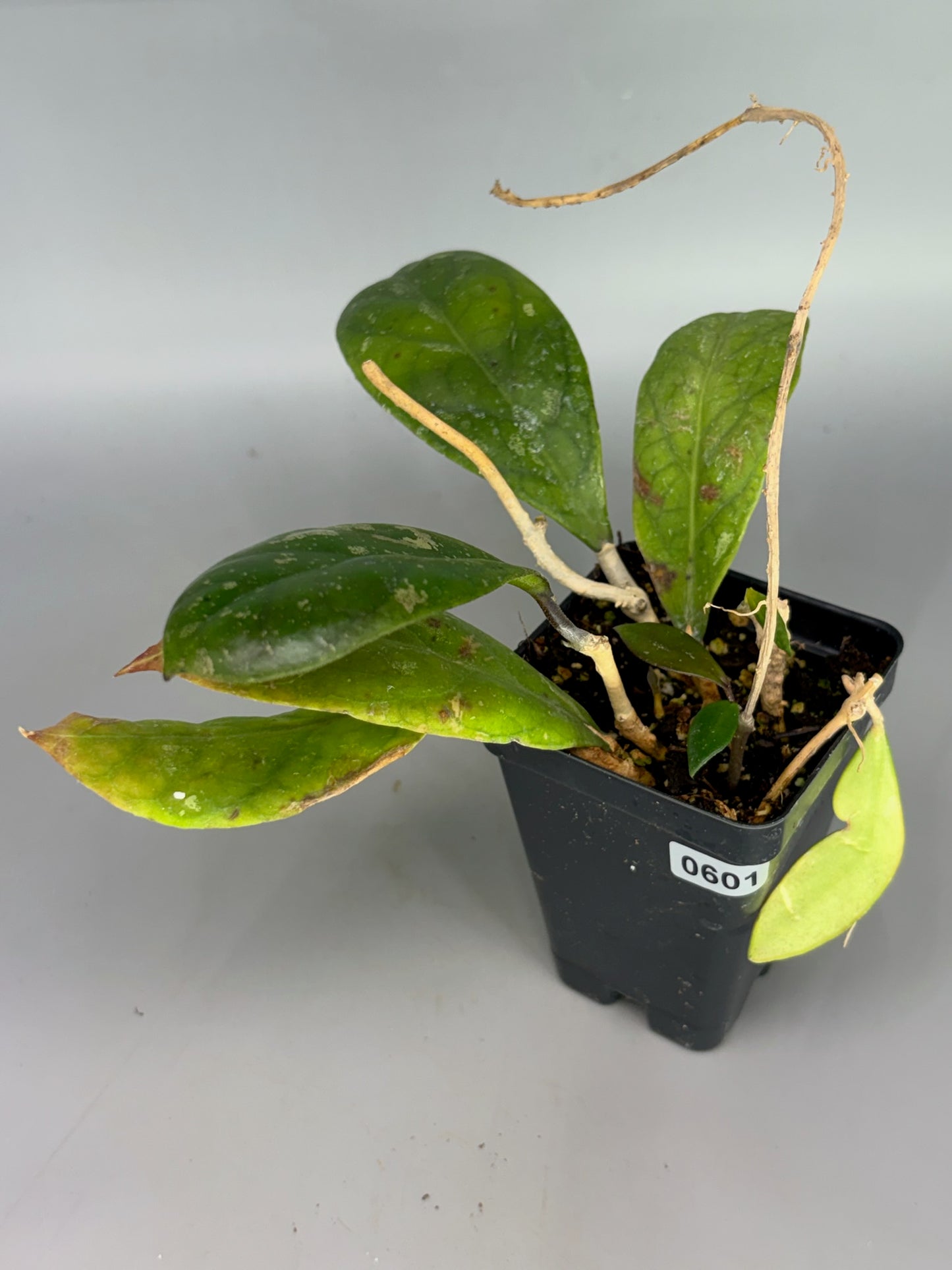 Hoya – Exact Plant #601 – photo a