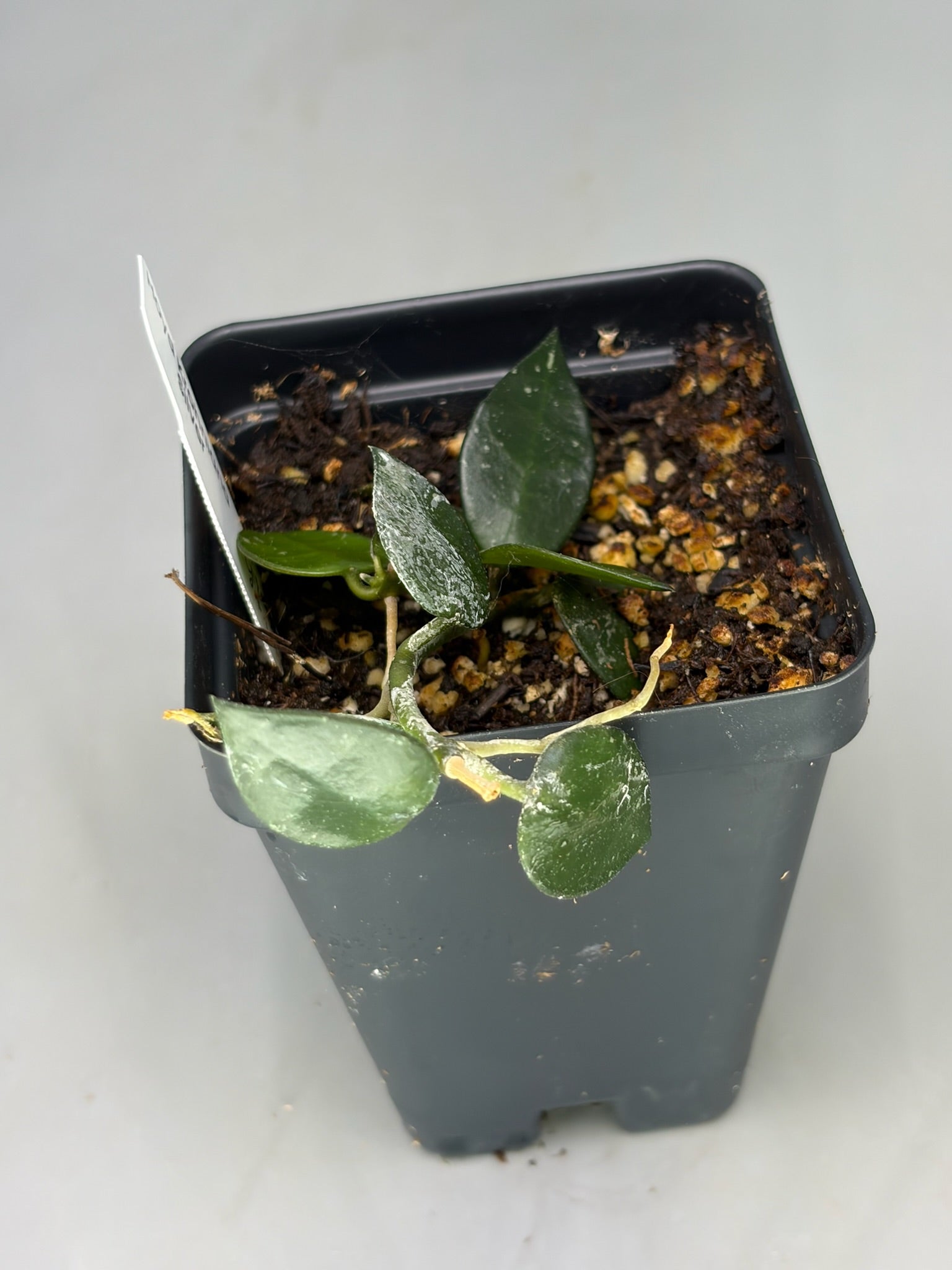Hoya – Exact Plant #587 – photo b