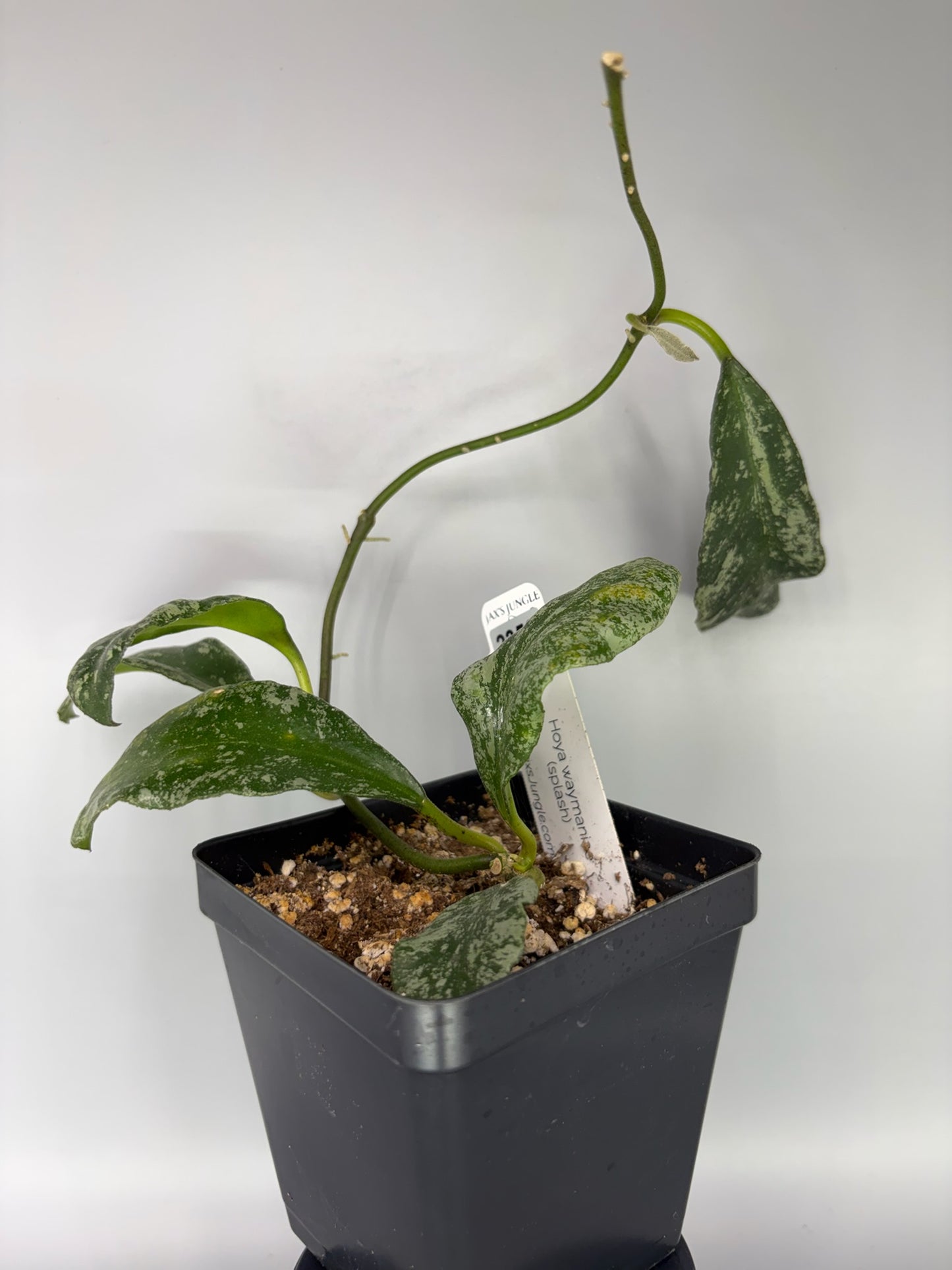 Hoya – Exact Plant #2359 – photo b