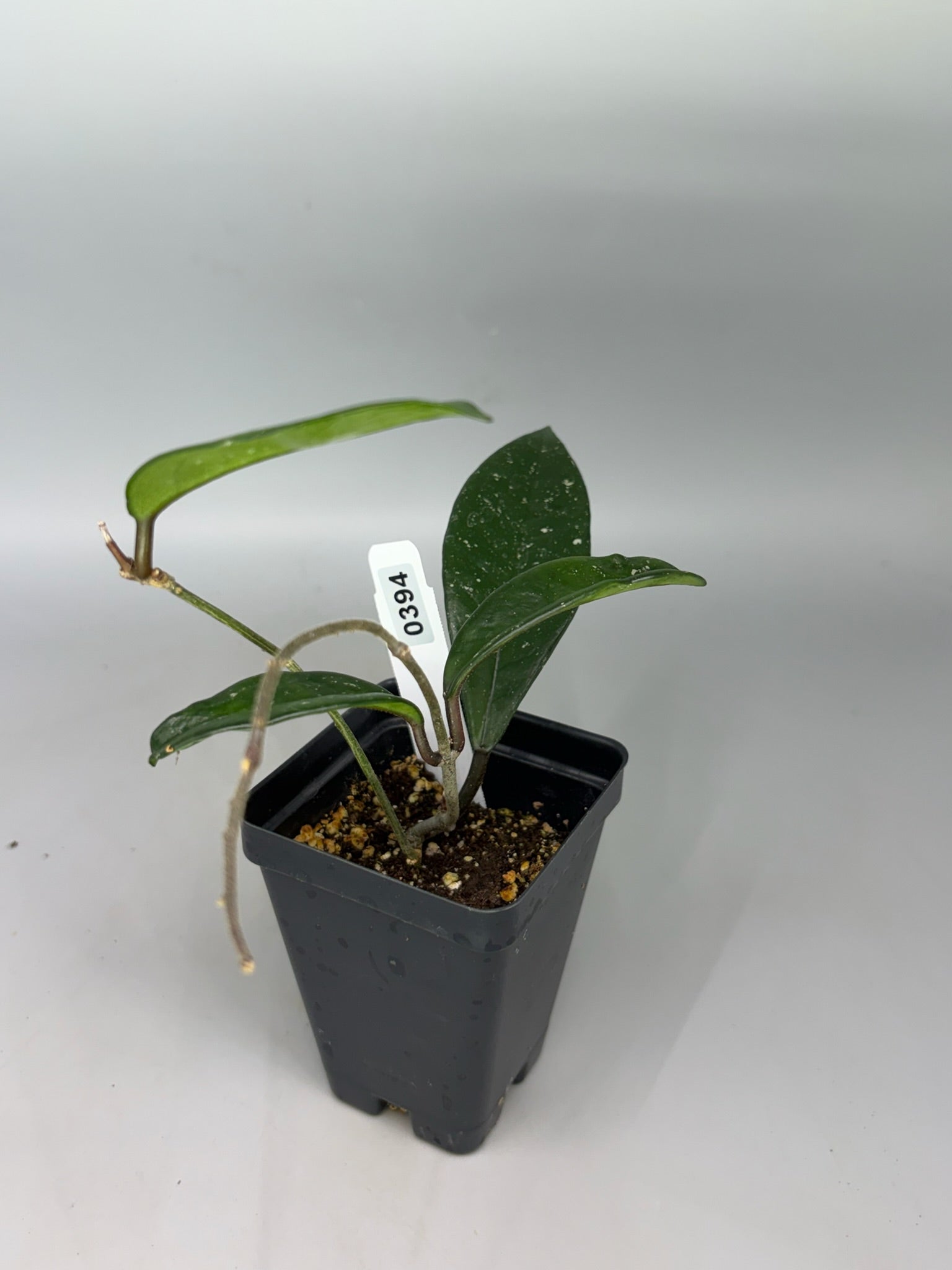 Hoya – Exact Plant #394 – photo a