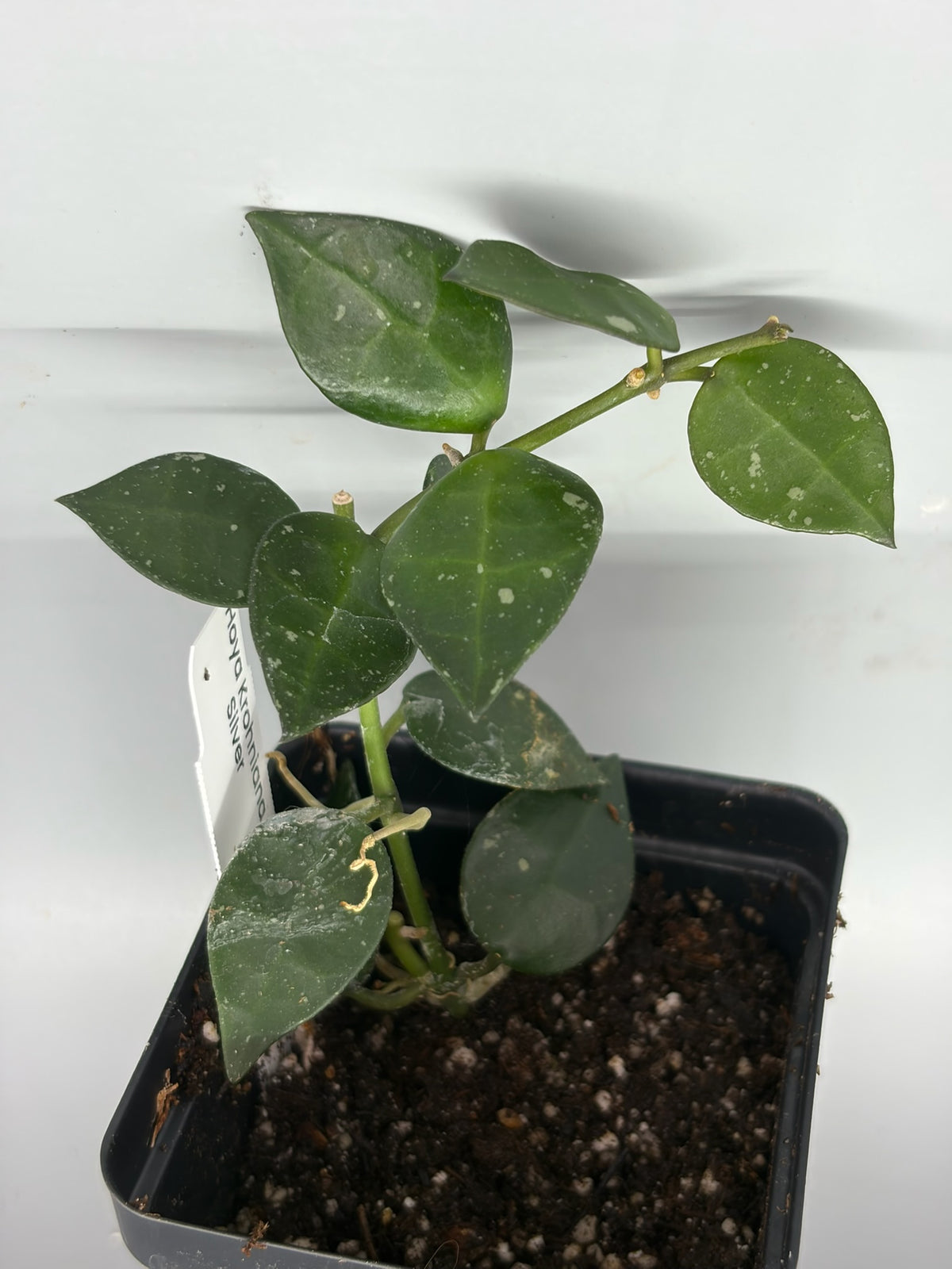 Hoya – Exact Plant #586 – photo b