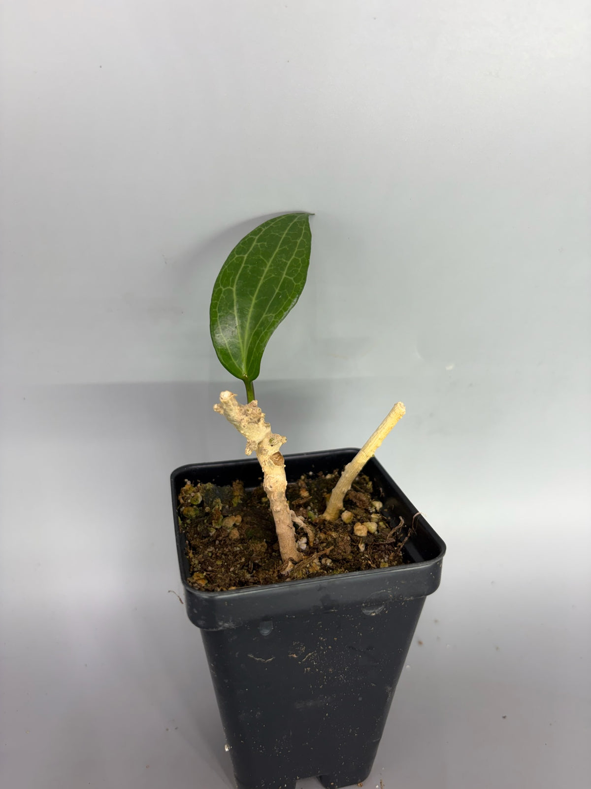 Hoya – Exact Plant #596 – photo c