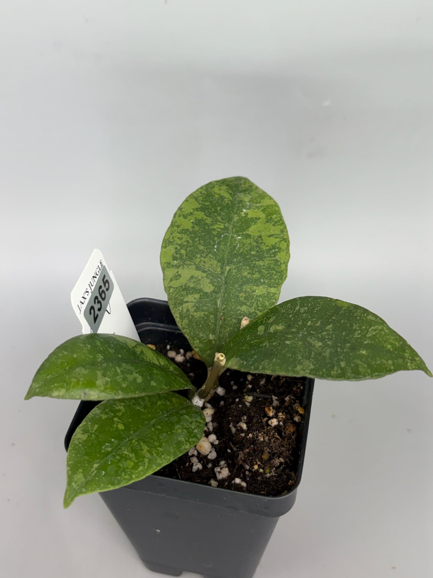 Hoya – Exact Plant #2365 – photo c