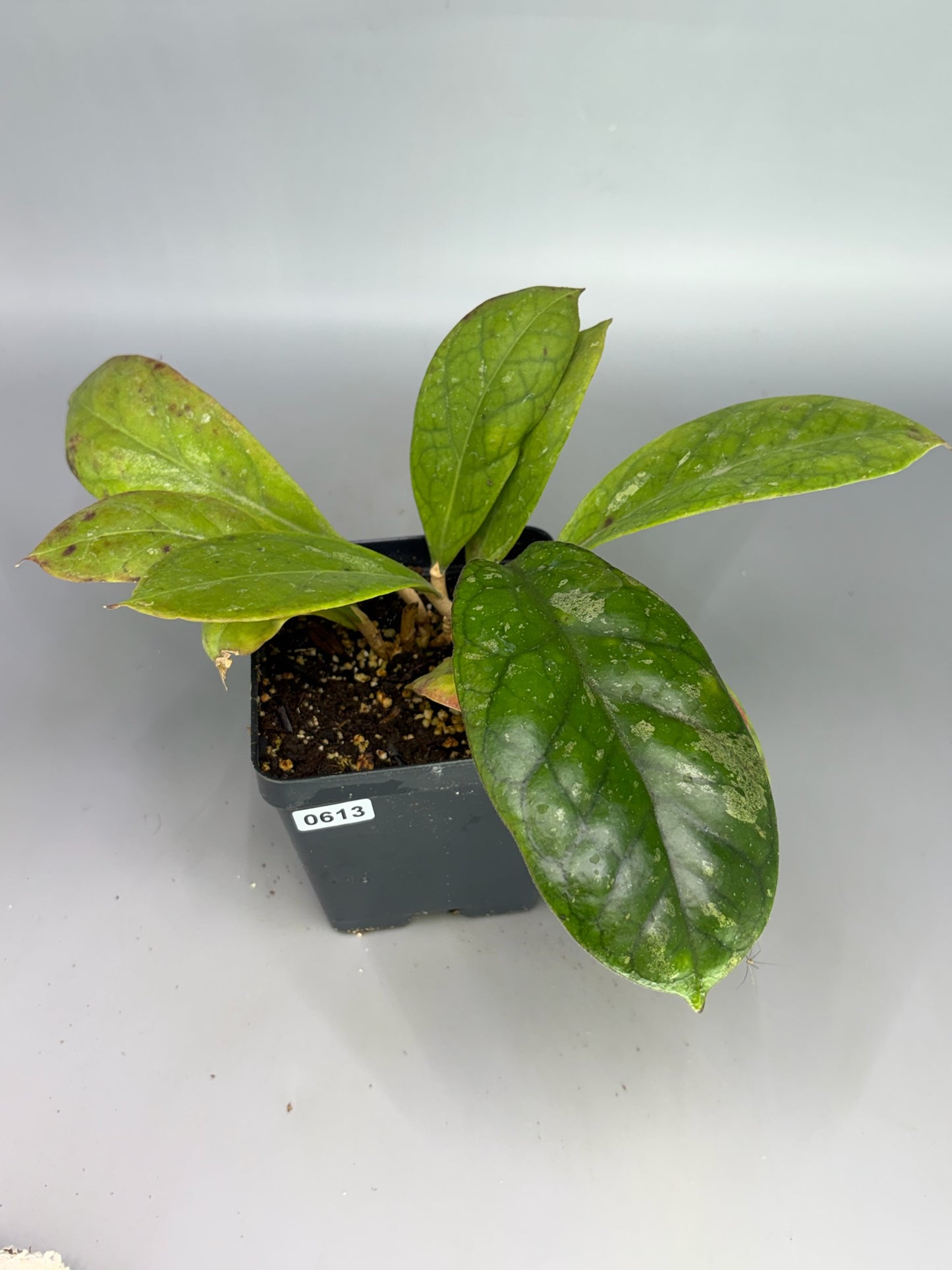 Hoya – Exact Plant #613 – photo a