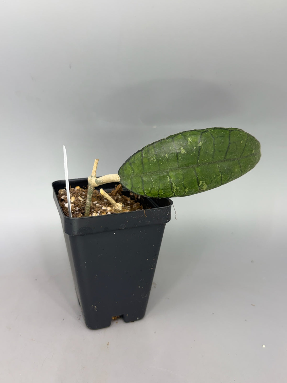 Hoya – Exact Plant #584 – photo b