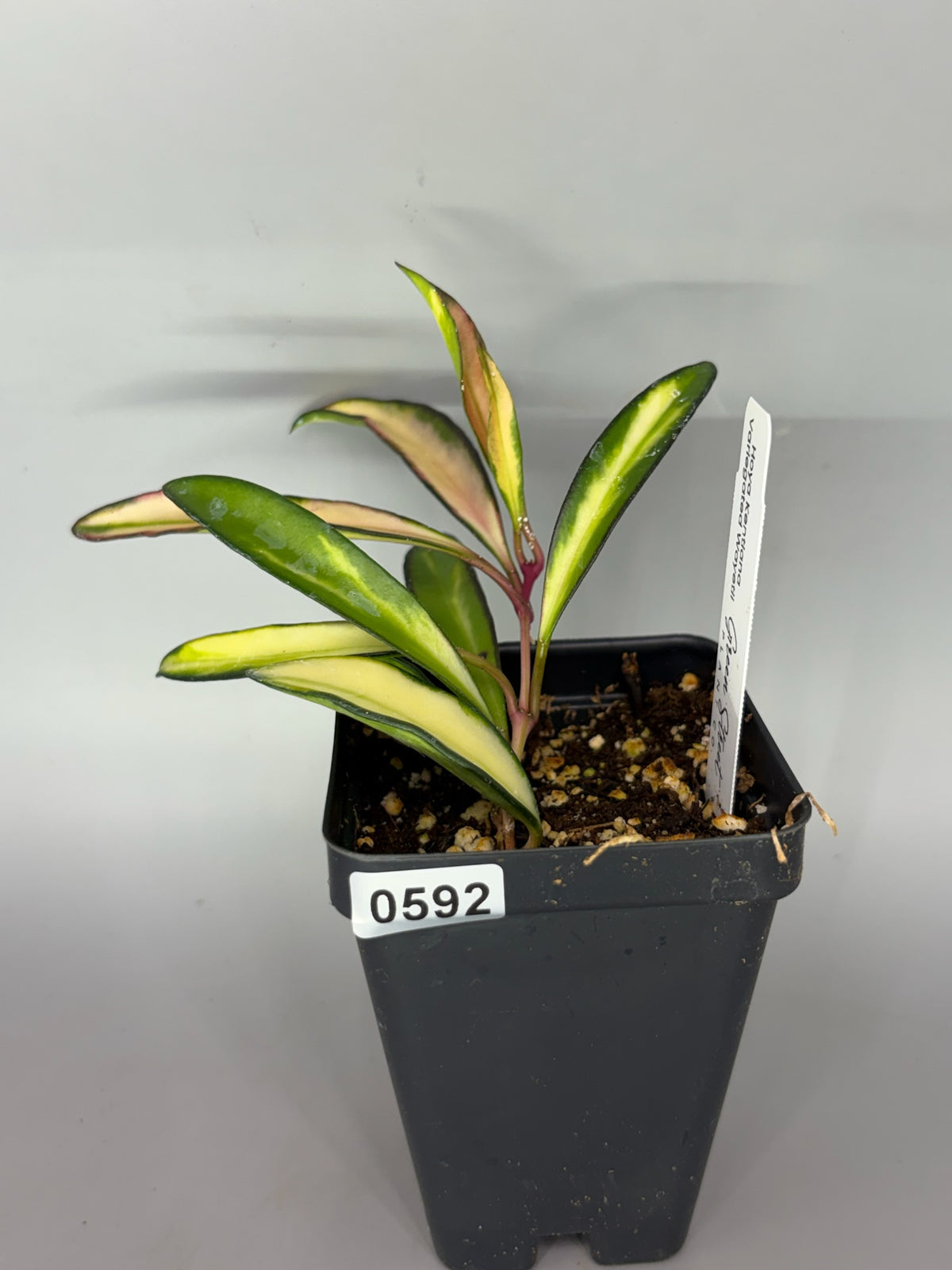Hoya – Exact Plant #592 – photo a