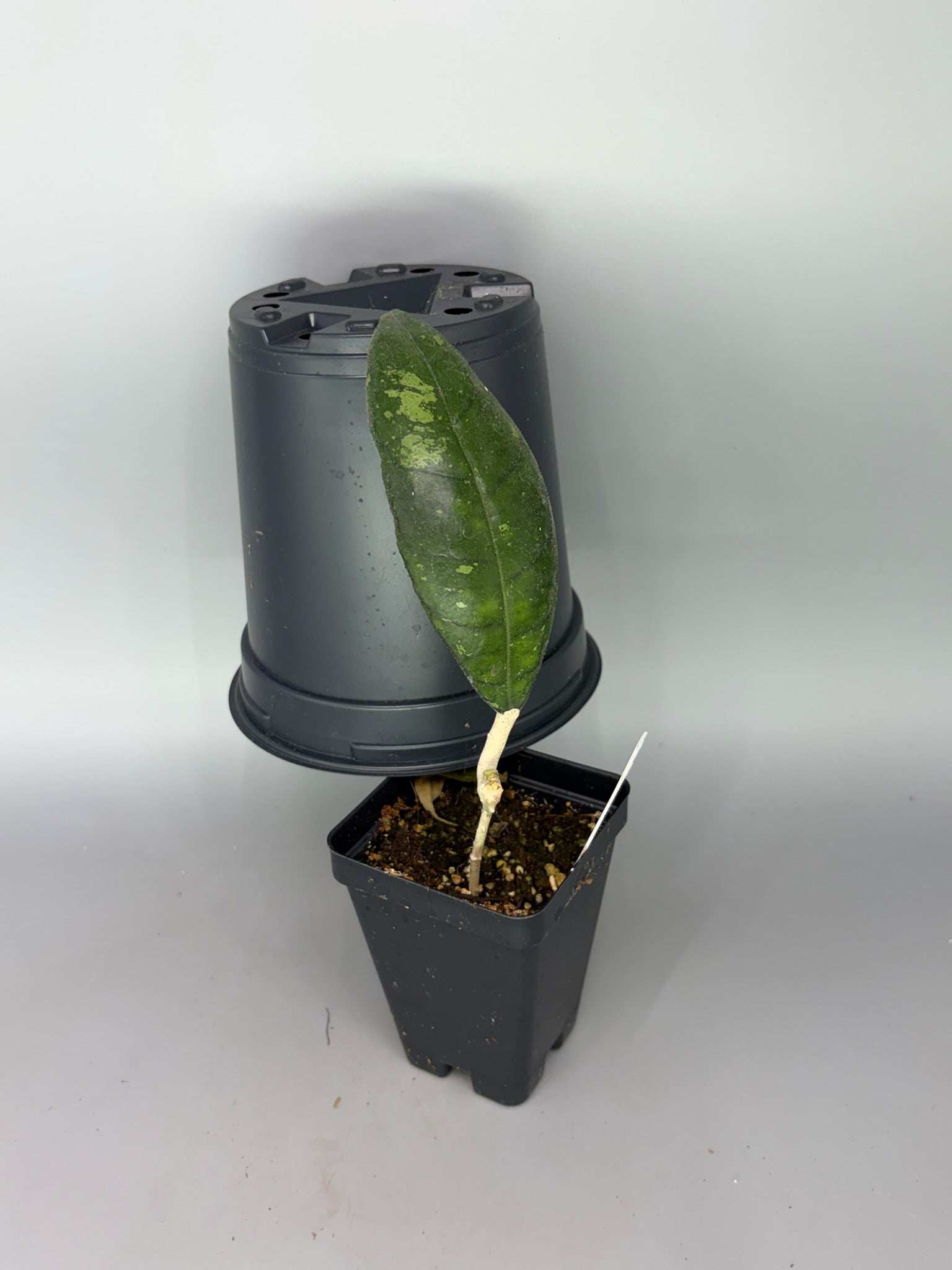 Hoya – Exact Plant #585 – photo a