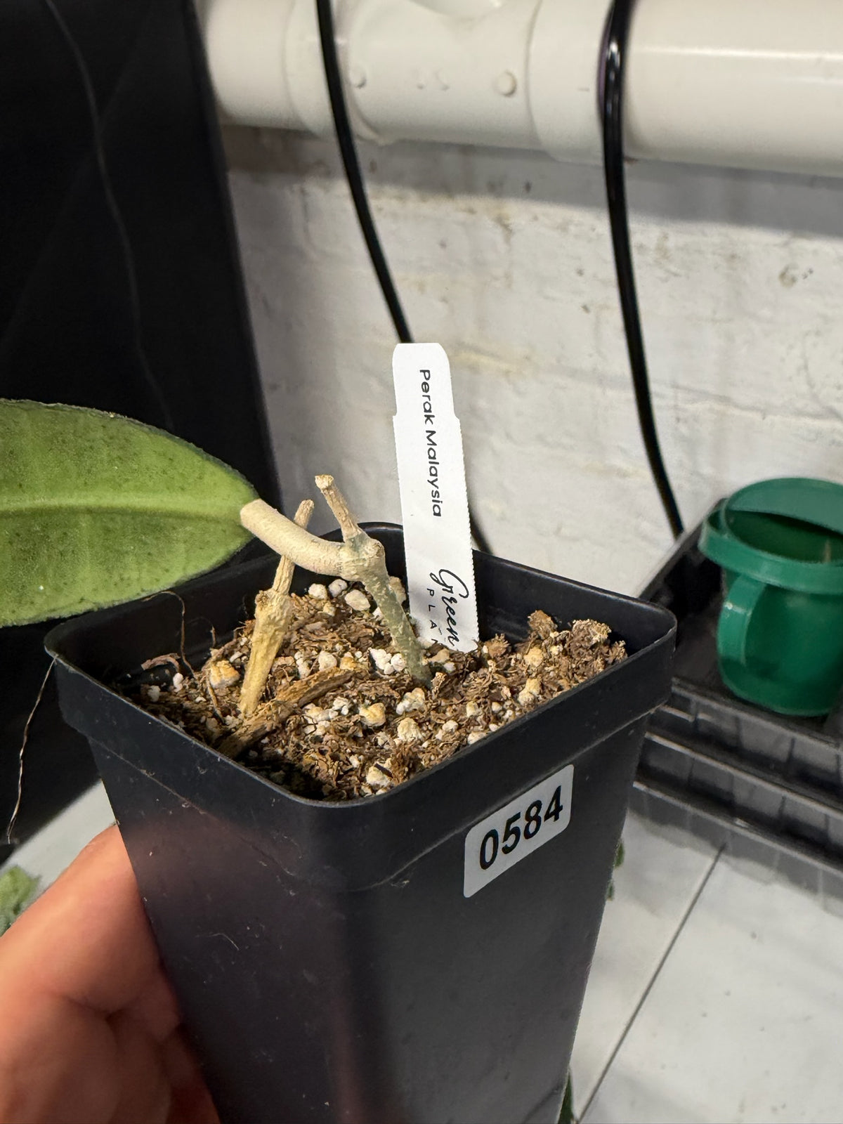 Hoya – Exact Plant #584 – photo a