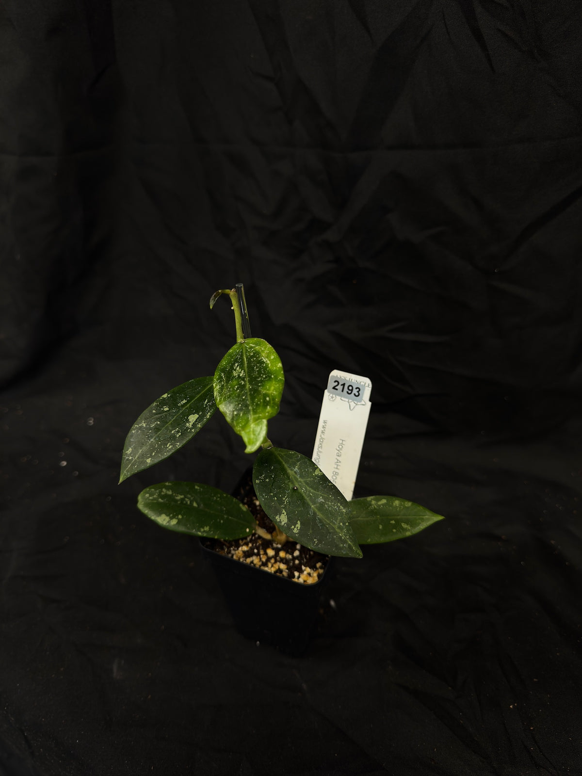 Hoya AH805 – Exact Plant #2193 – Green Street Plant Co.