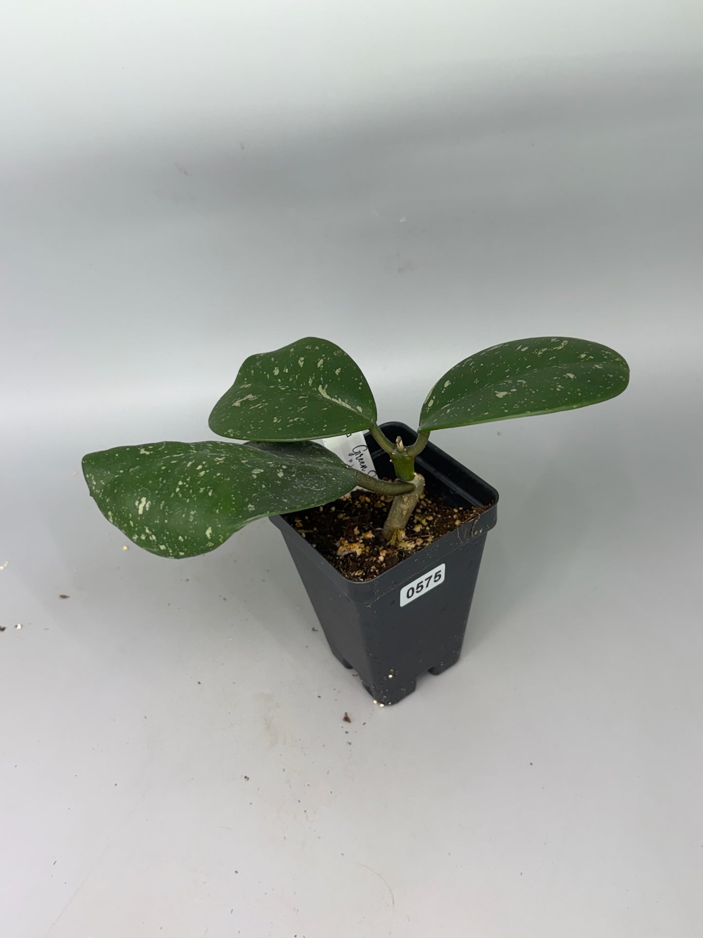 Hoya – Exact Plant #575 – photo c