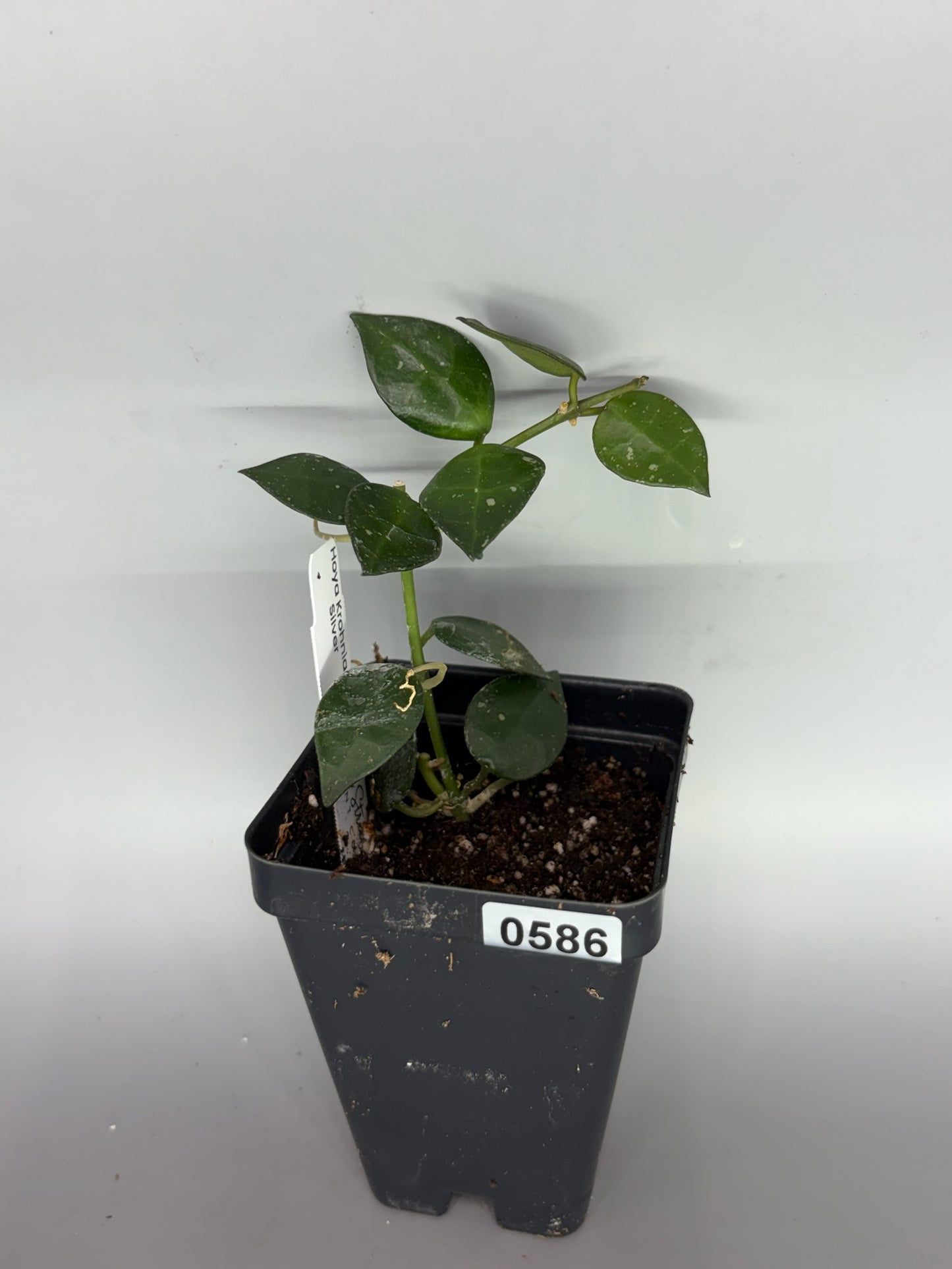 Hoya – Exact Plant #586 – photo a
