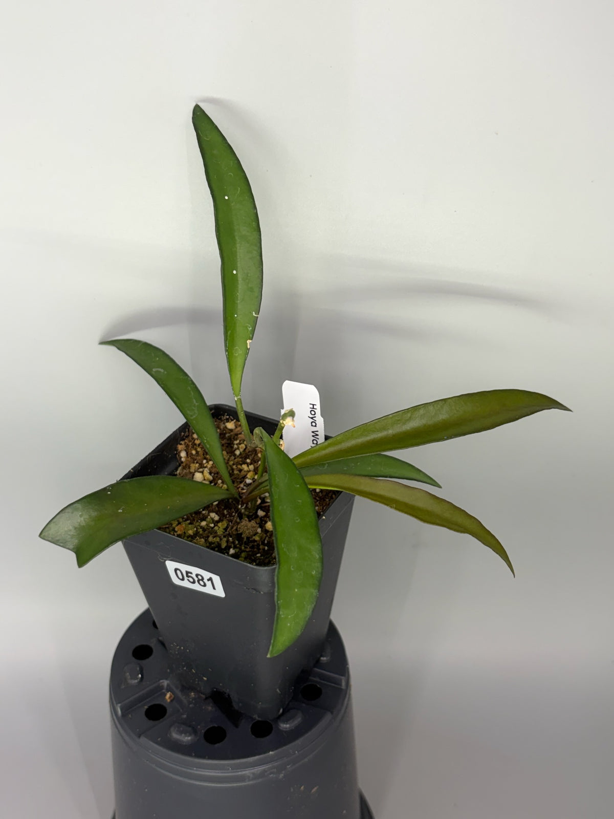 Hoya – Exact Plant #581 – photo a