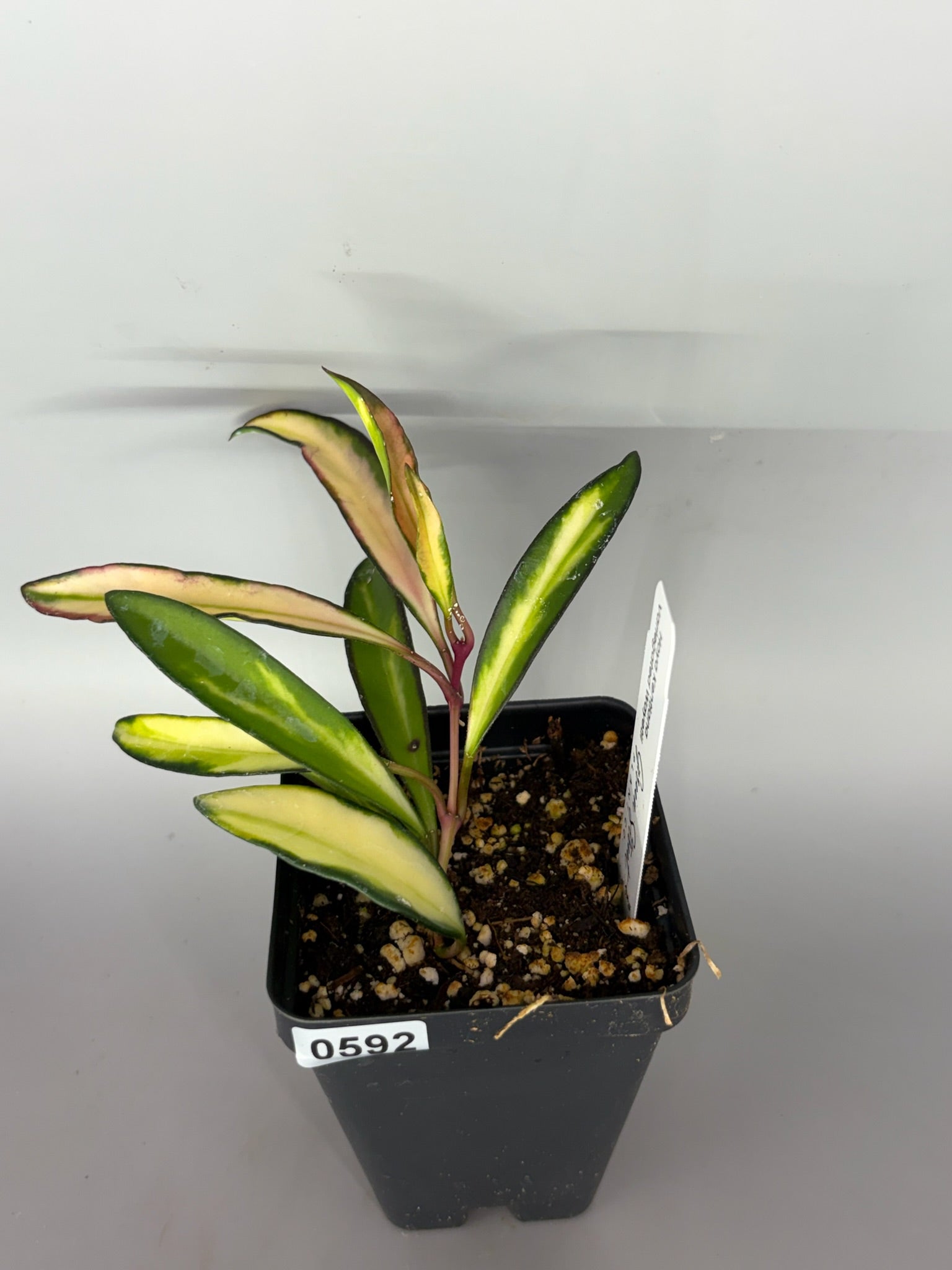 Hoya – Exact Plant #592 – photo b