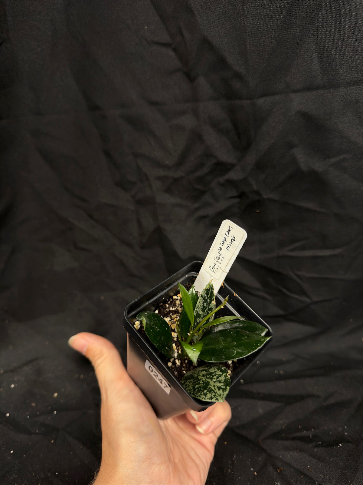 Hoya Cianjur Silver – Exact Plant #247 – Green Street Plant Co.