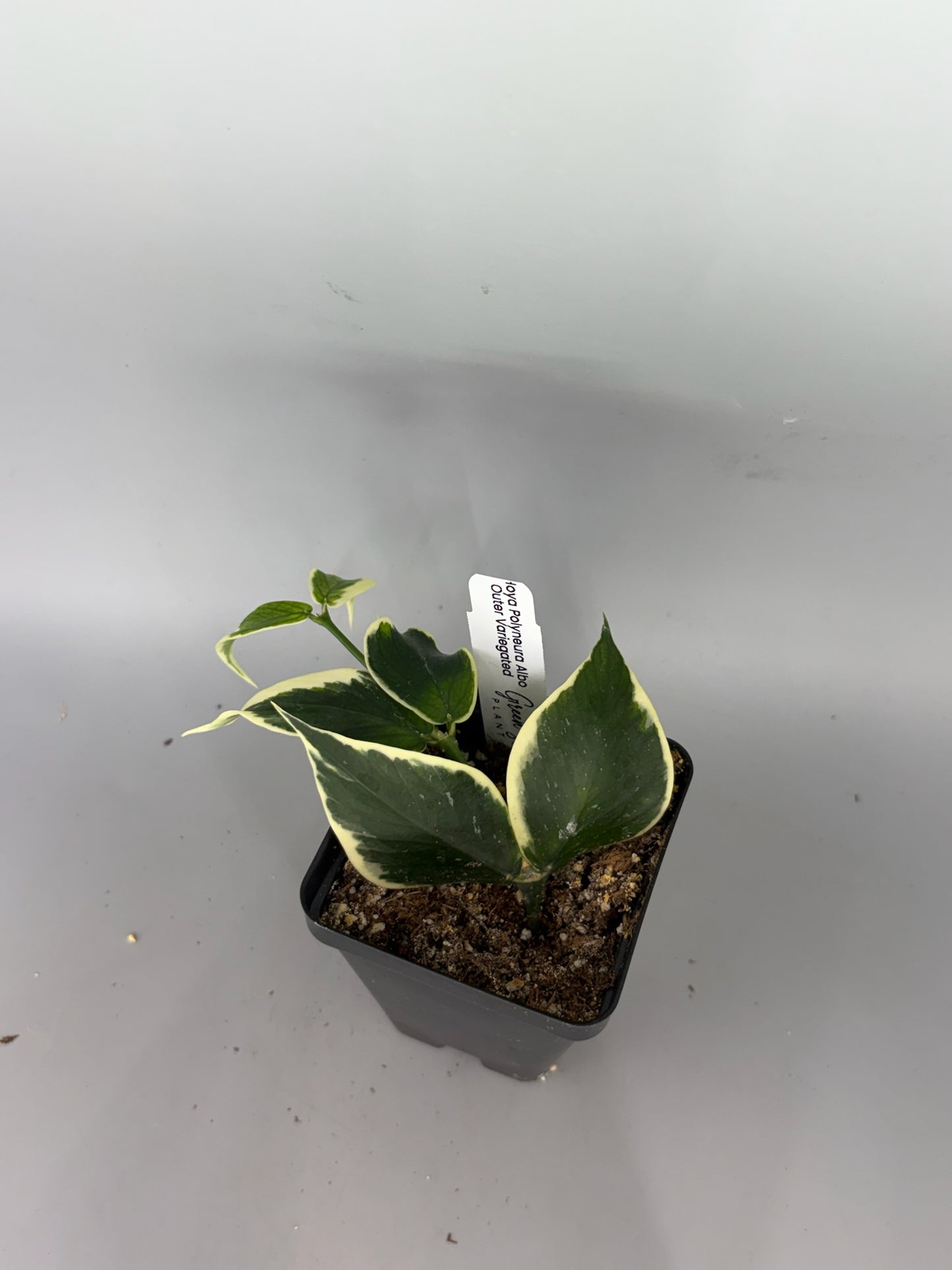 Hoya polyneura Outer Variegated – Exact Plant #576 – photo a
