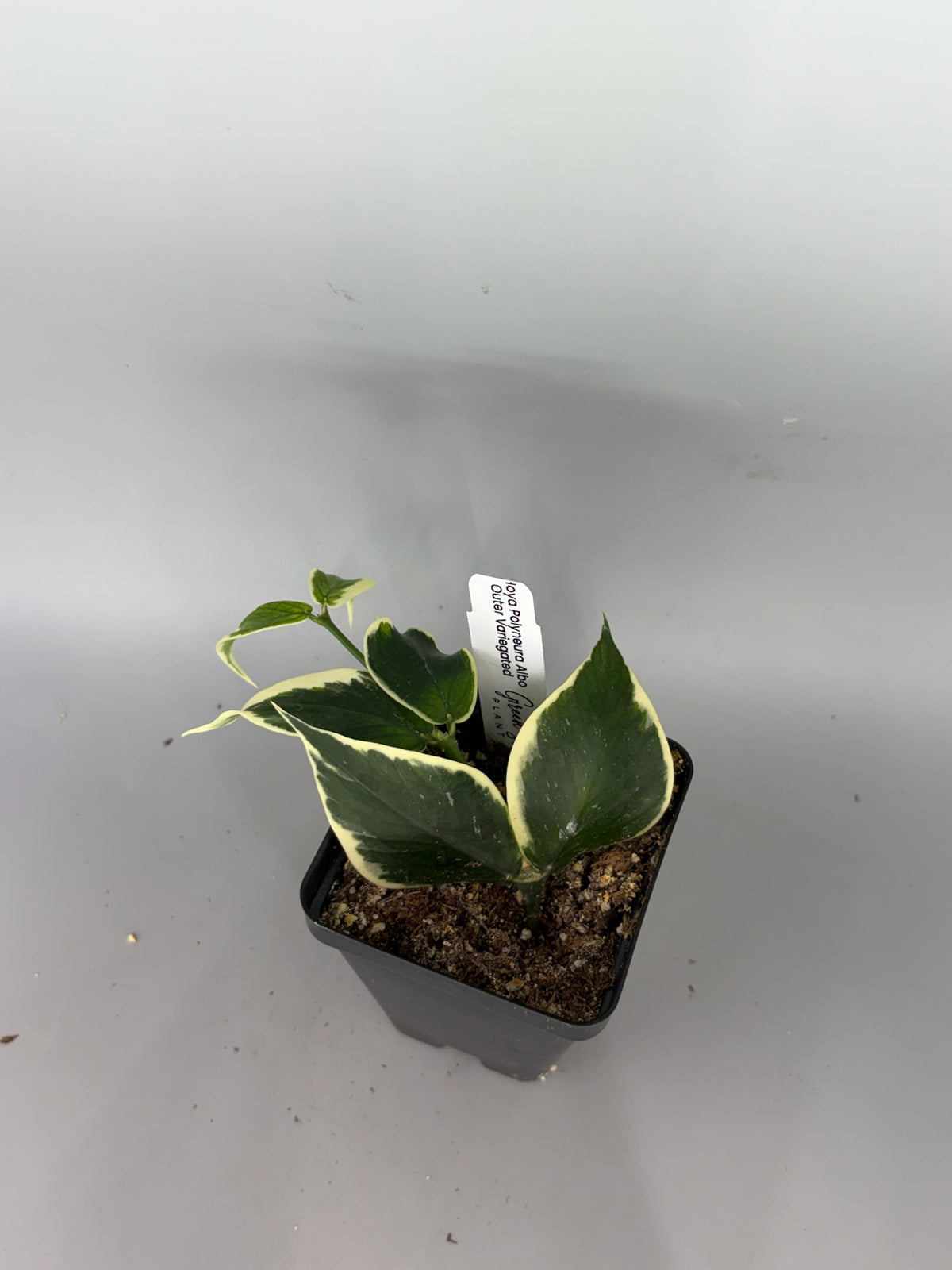 Hoya polyneura Outer Variegated – Exact Plant #576 – photo a