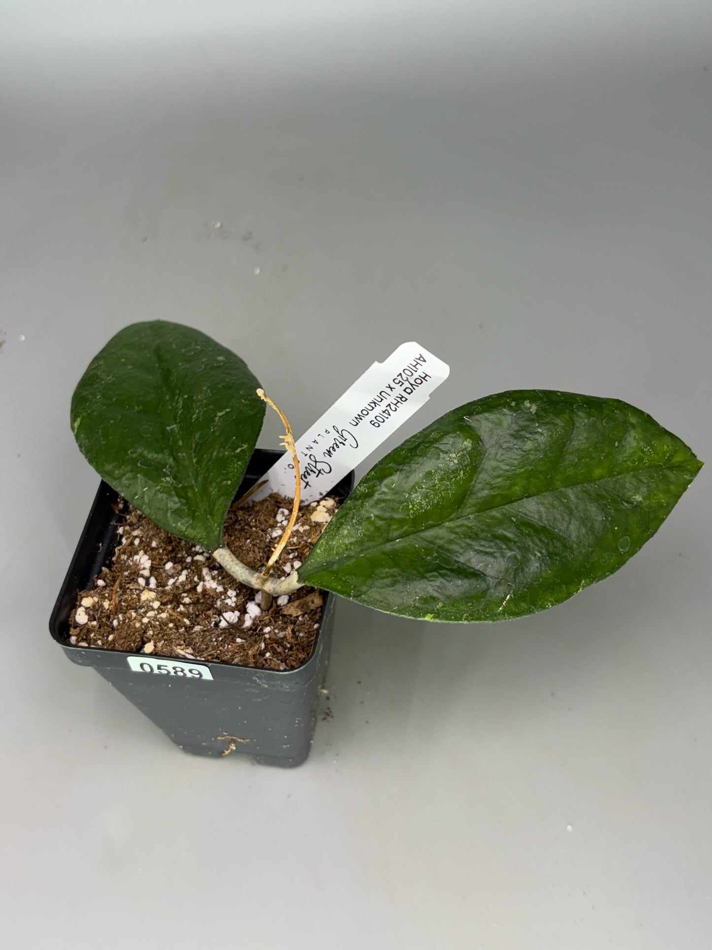 Hoya – Exact Plant #589 – photo a