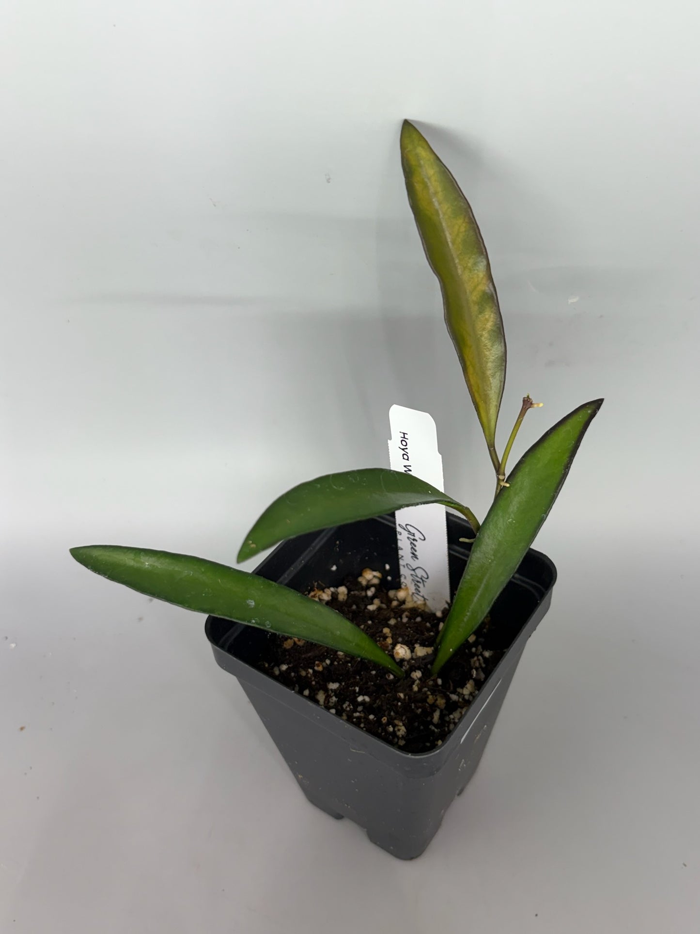 Hoya – Exact Plant #583 – photo b