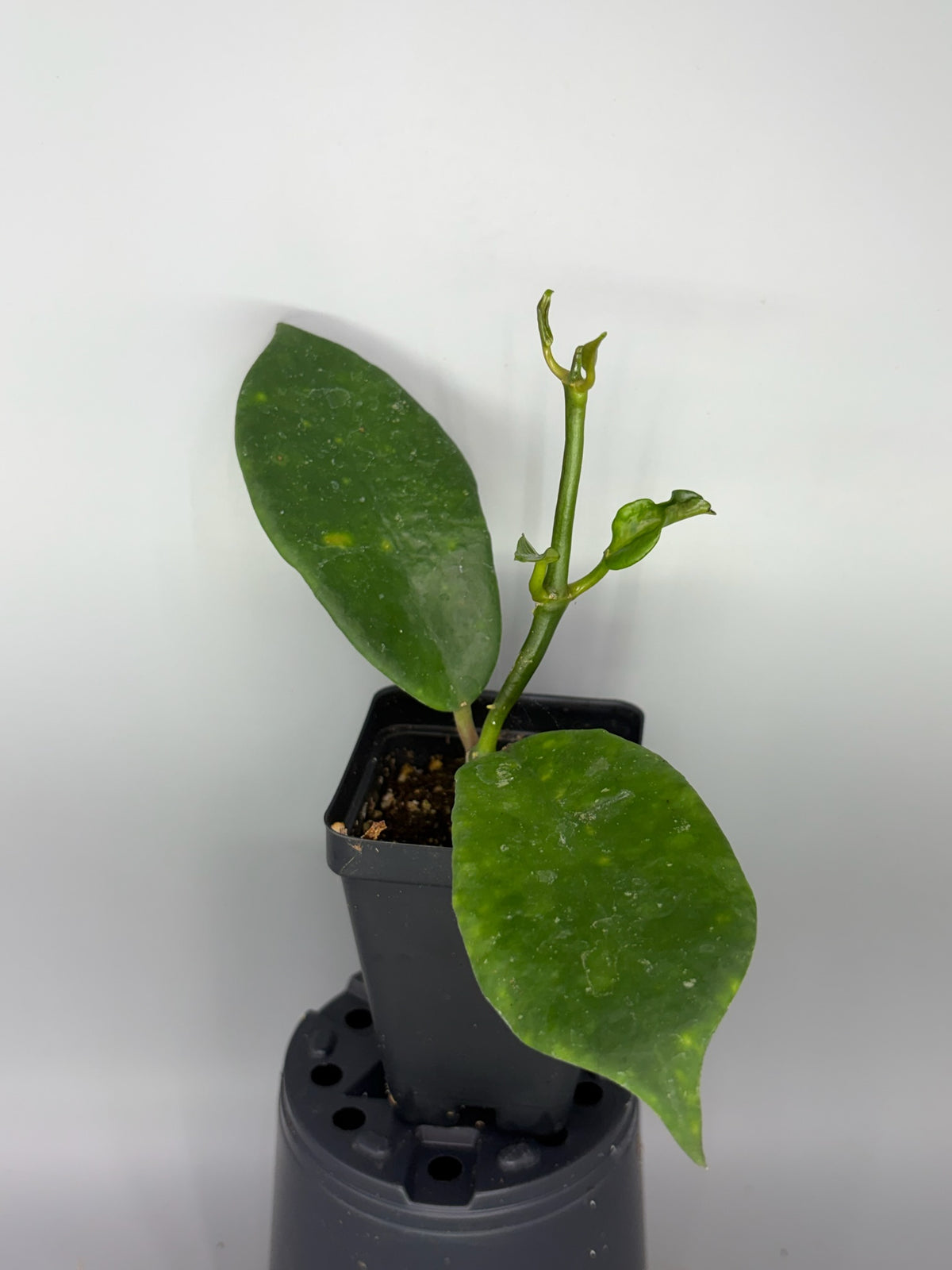 Hoya – Exact Plant #577 – photo a