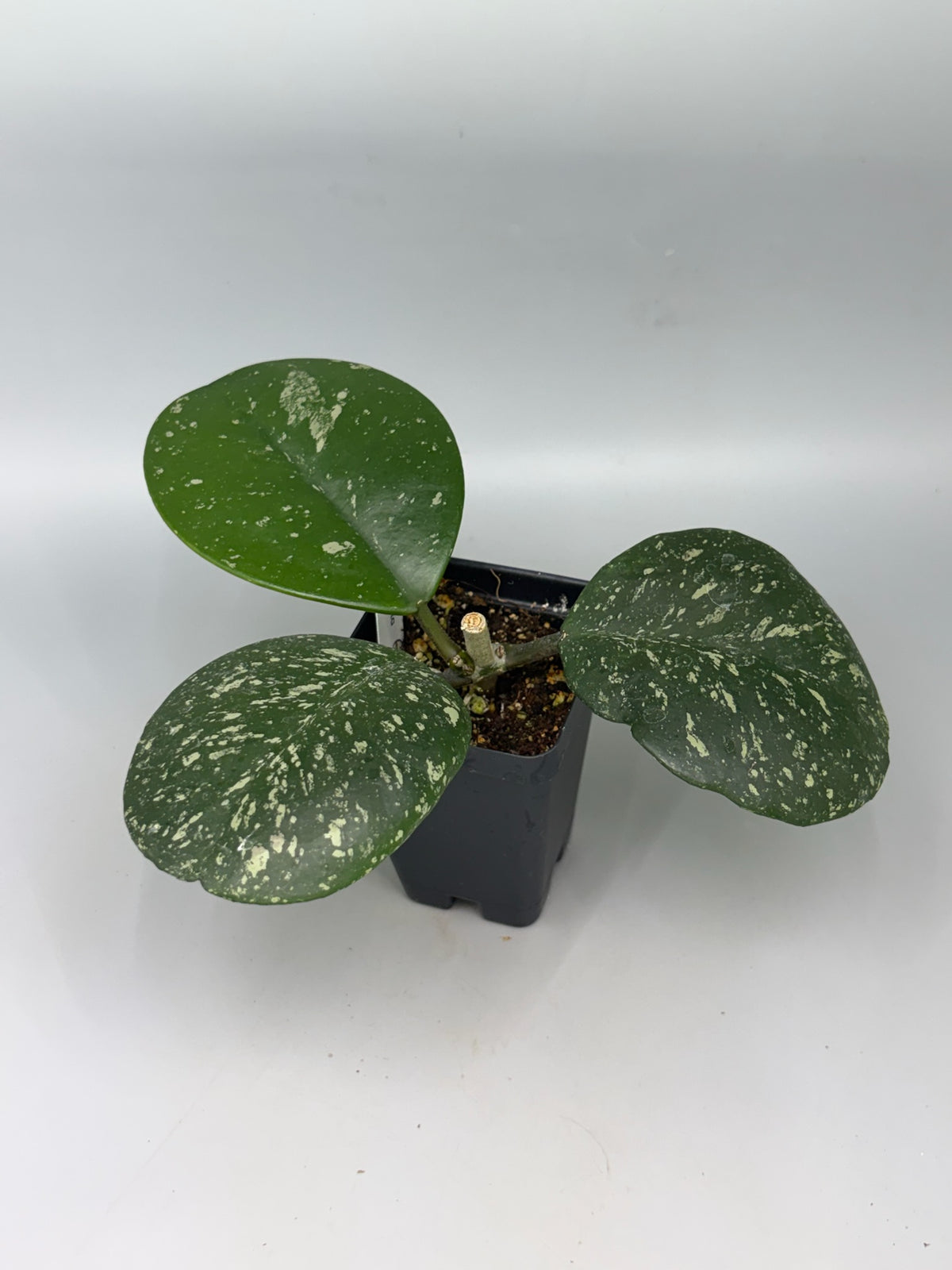 Hoya – Exact Plant #580 – photo b