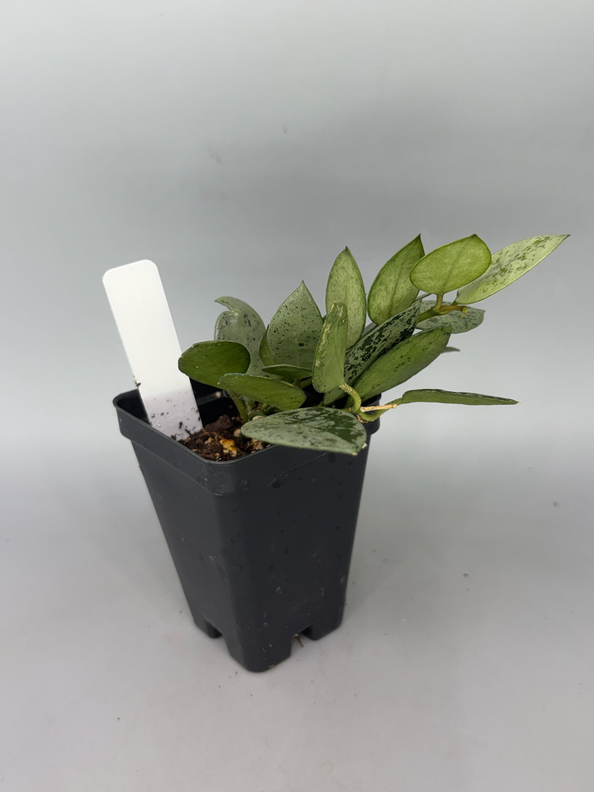 Hoya – Exact Plant #246 – photo c