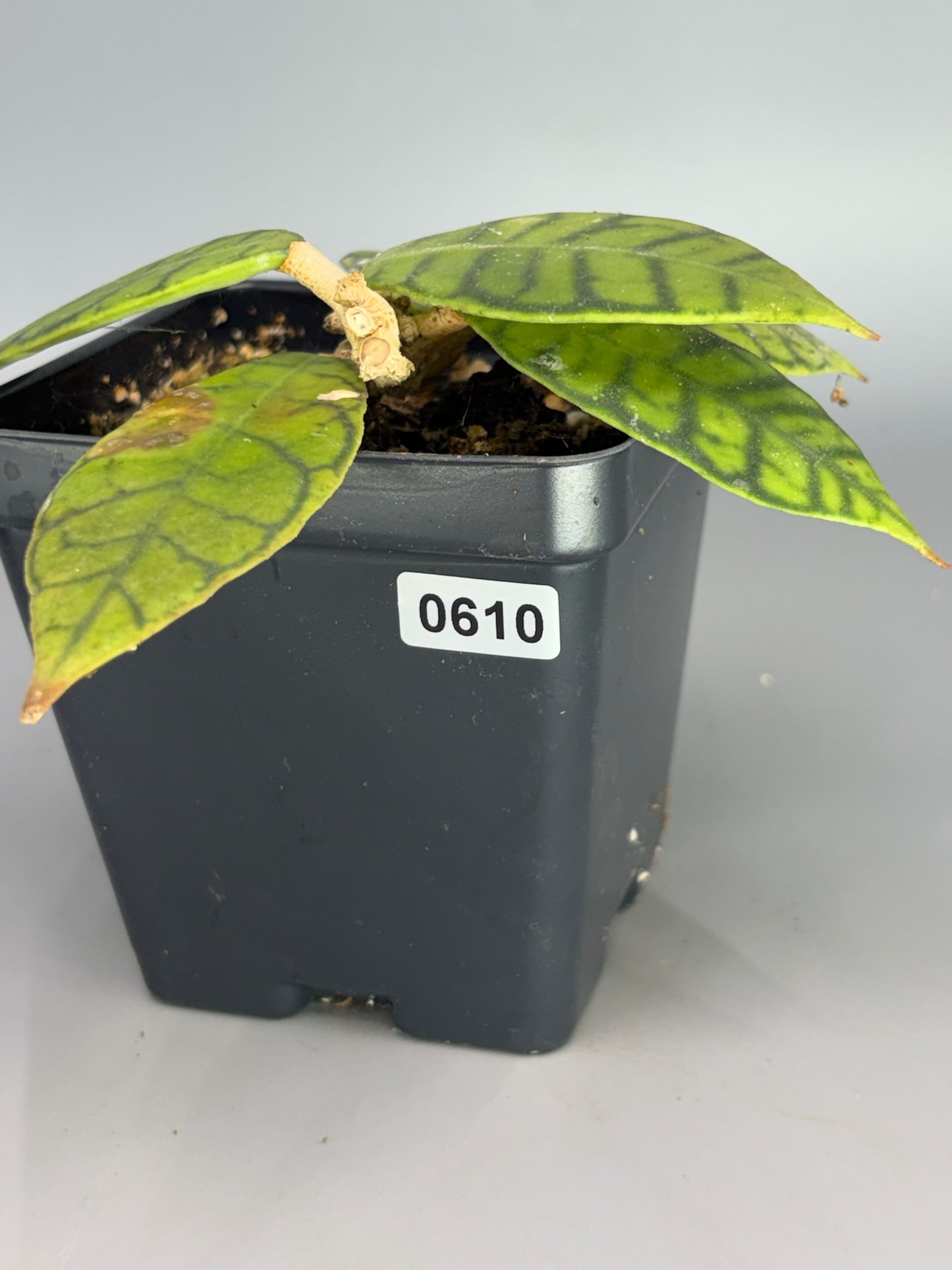 Hoya – Exact Plant #610 – photo b