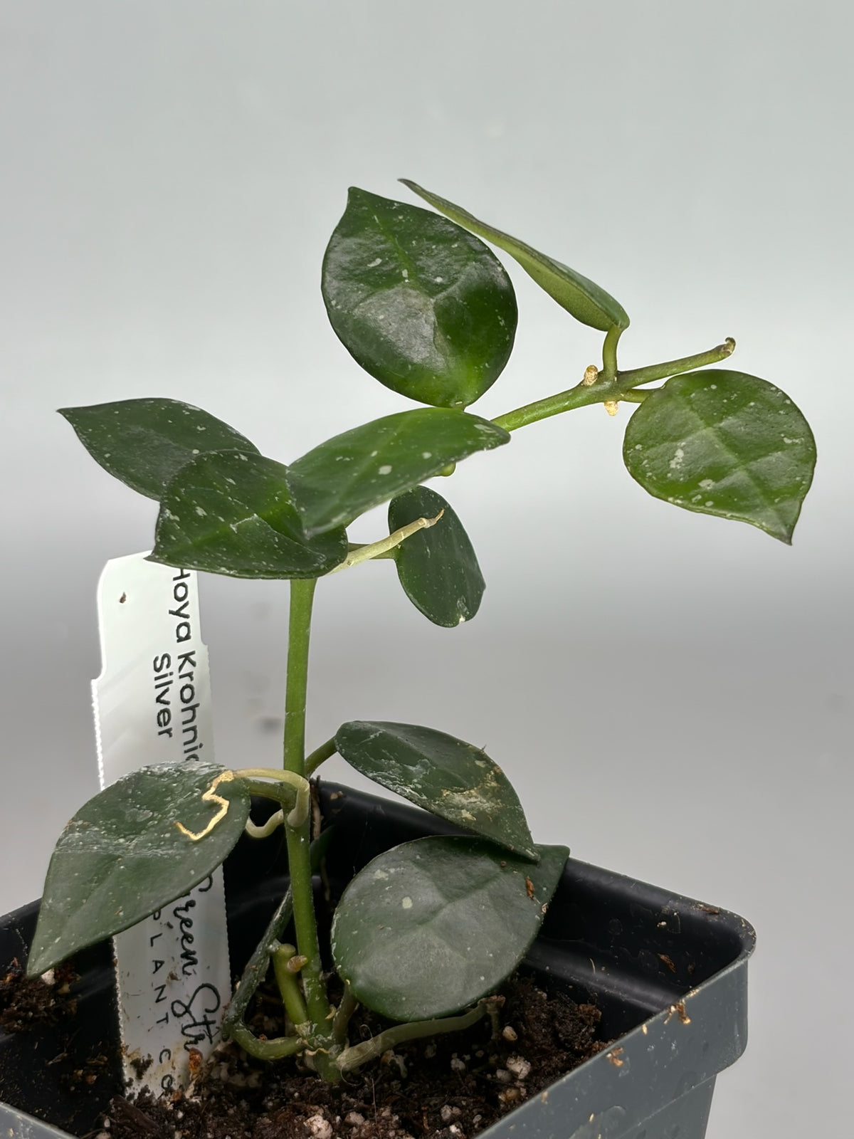Hoya – Exact Plant #586 – photo e