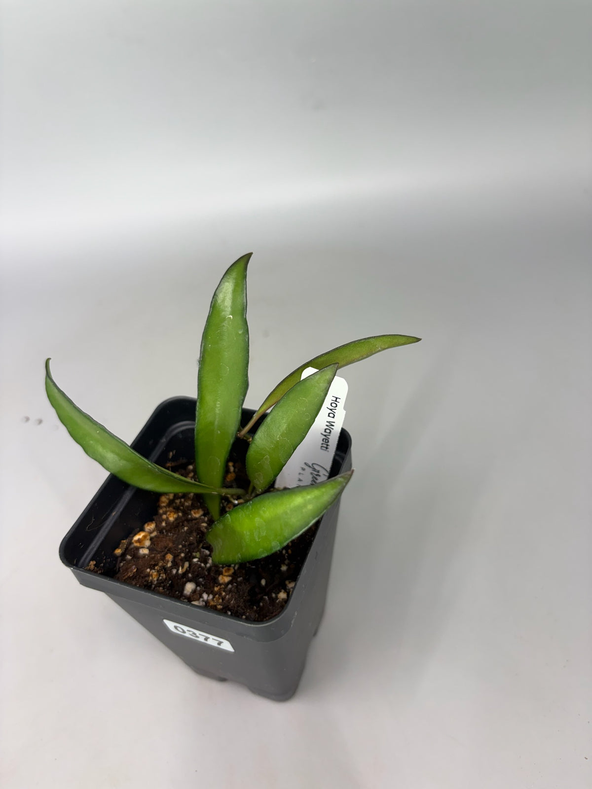 Hoya – Exact Plant #377 – photo c