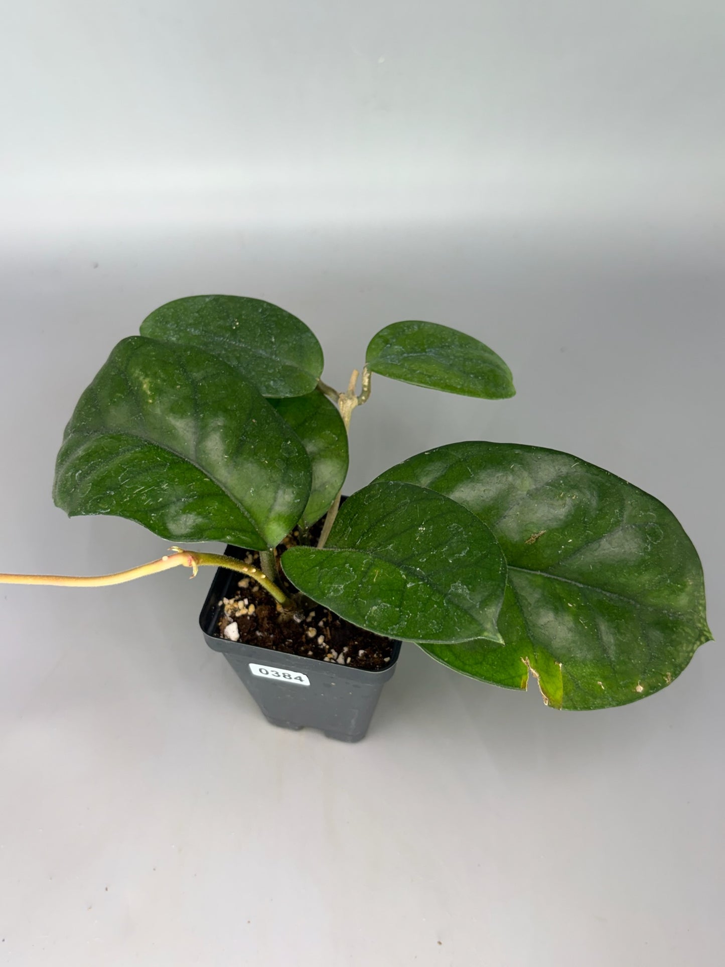 Hoya – Exact Plant #384 – photo a